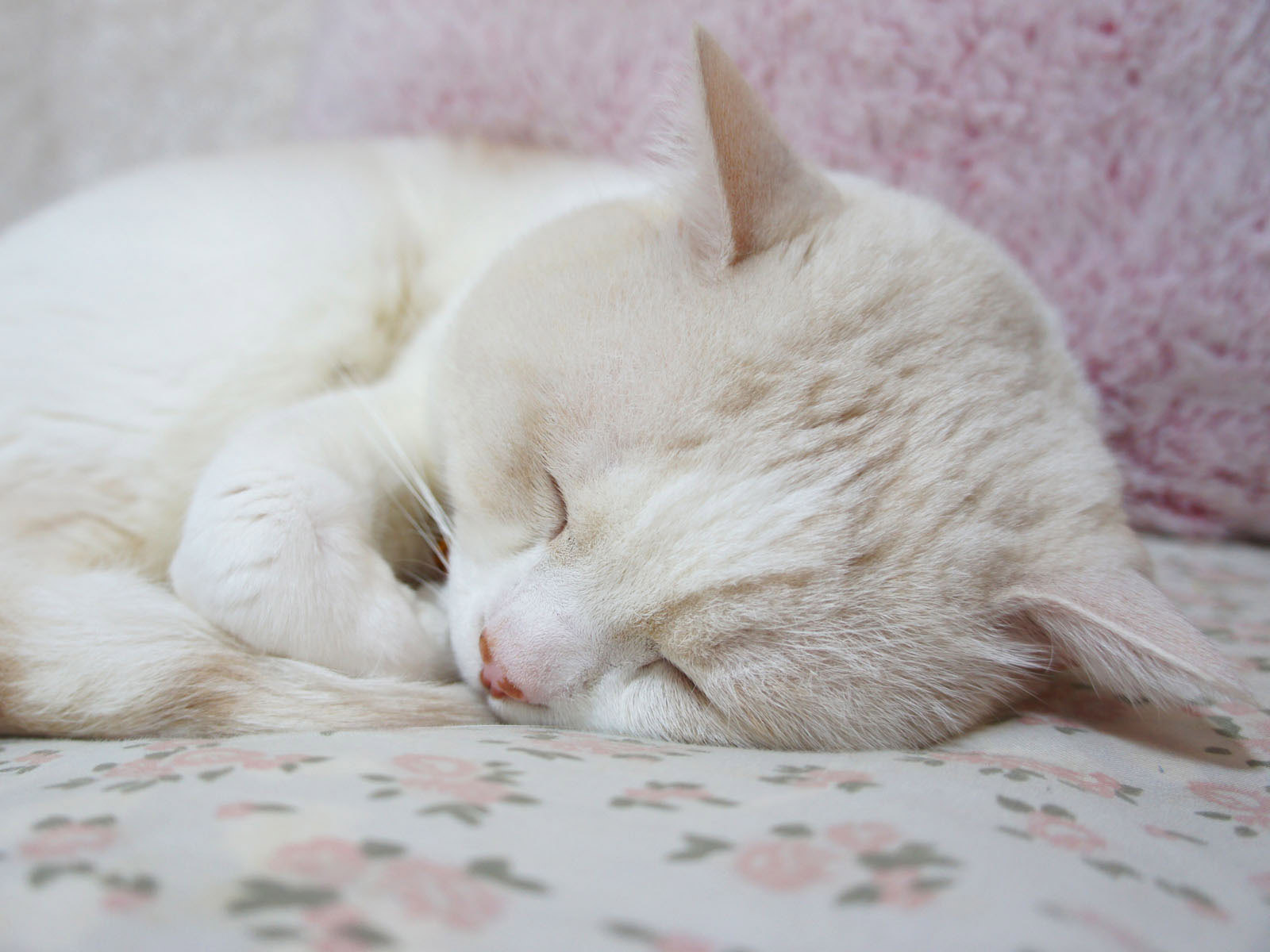 睡眠中的可爱猫咪，精选动物壁纸，免费电脑壁纸下载