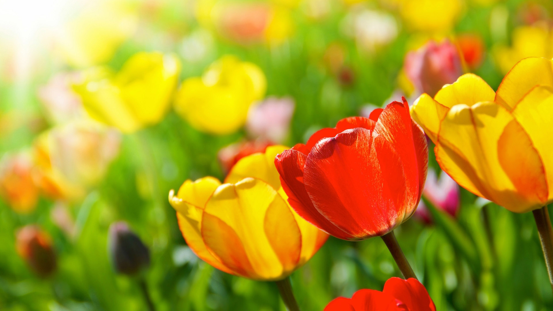 郁金香花海桌面美图，高清花卉电脑壁纸免费下载