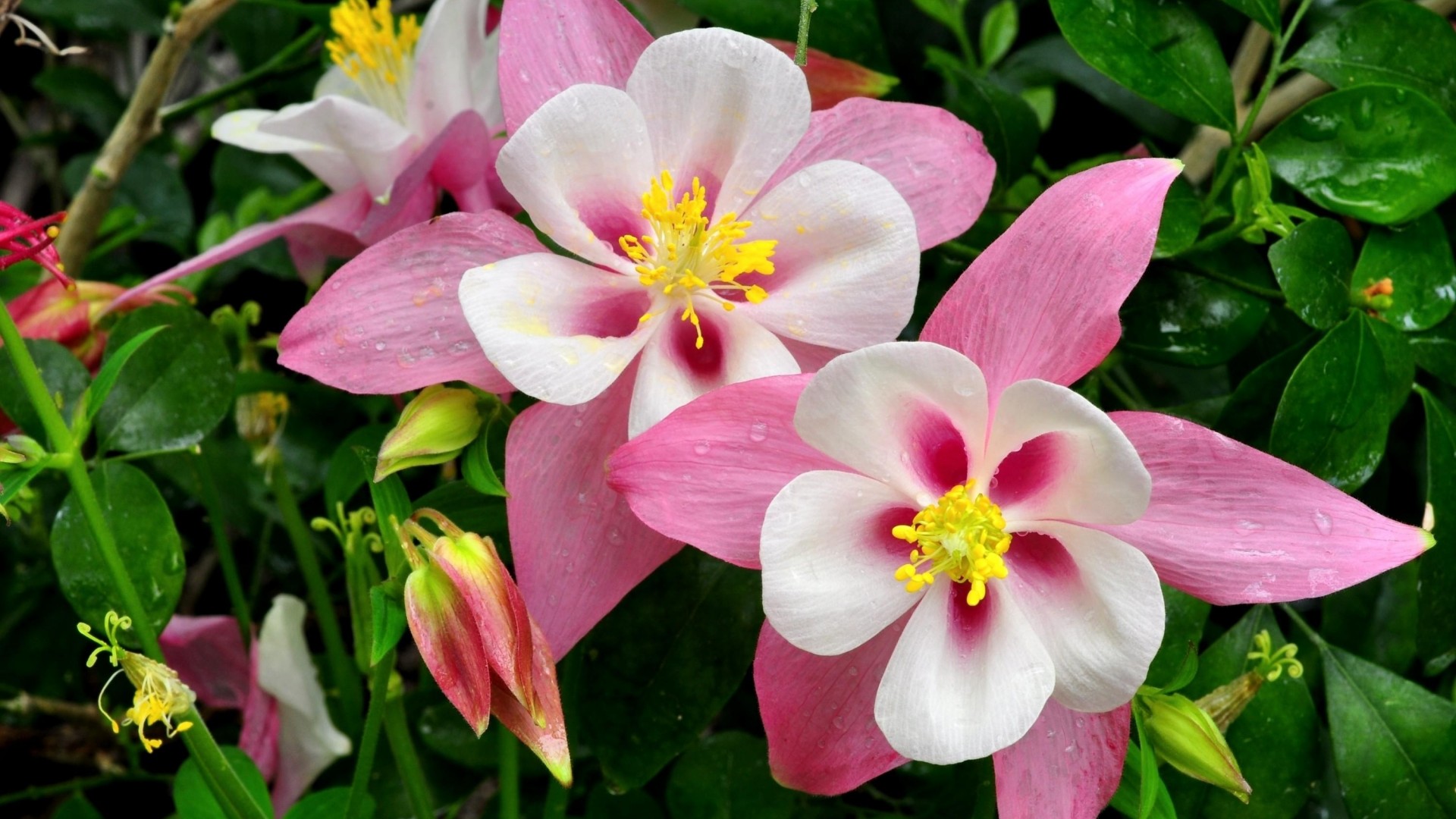 花耧，耧斗菜图片，耧斗菜桌面壁纸
