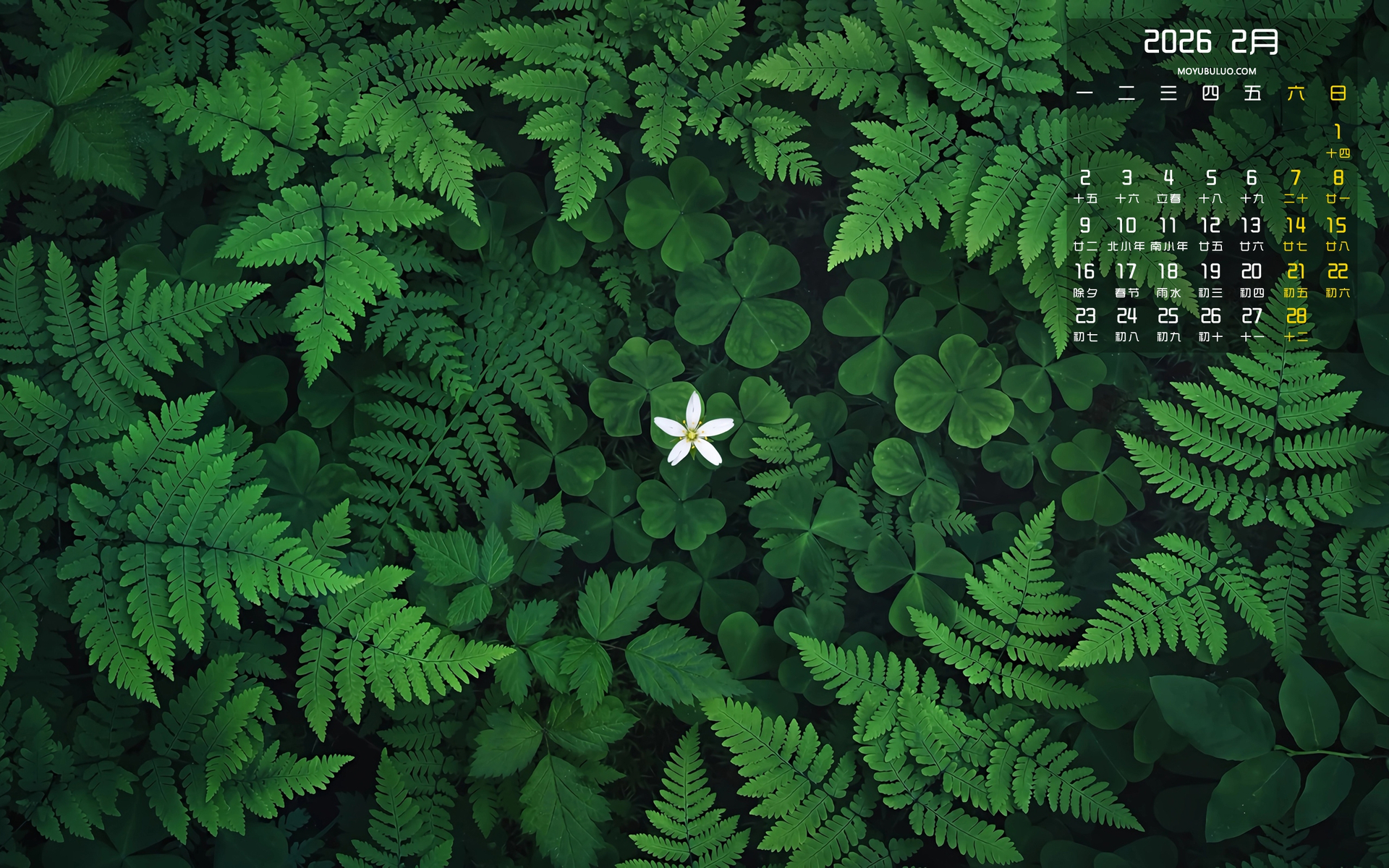 三叶草小白花蕨类植物护眼2026年2月高清日历电脑壁纸免费下载