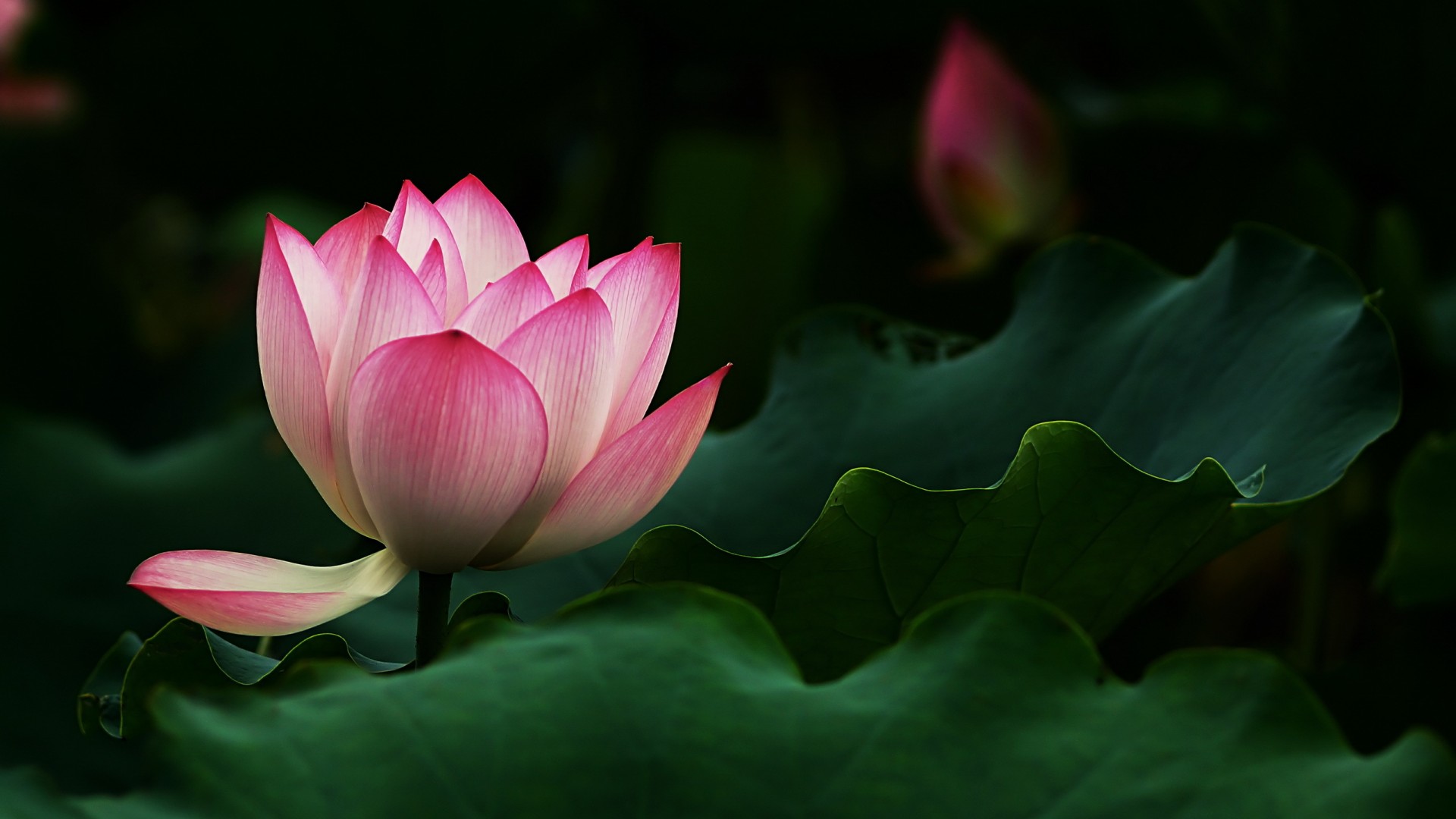 荷塘美景，粉红莲花与翠绿叶子，免费花卉电脑壁纸下载