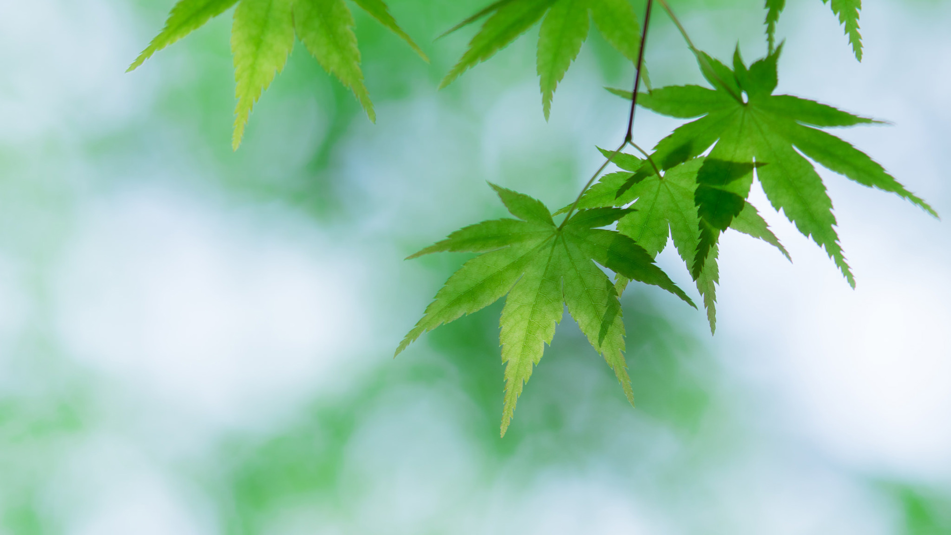 绿色枫叶电脑桌面壁纸，免费下载高清风景图片，装点你的电脑桌面