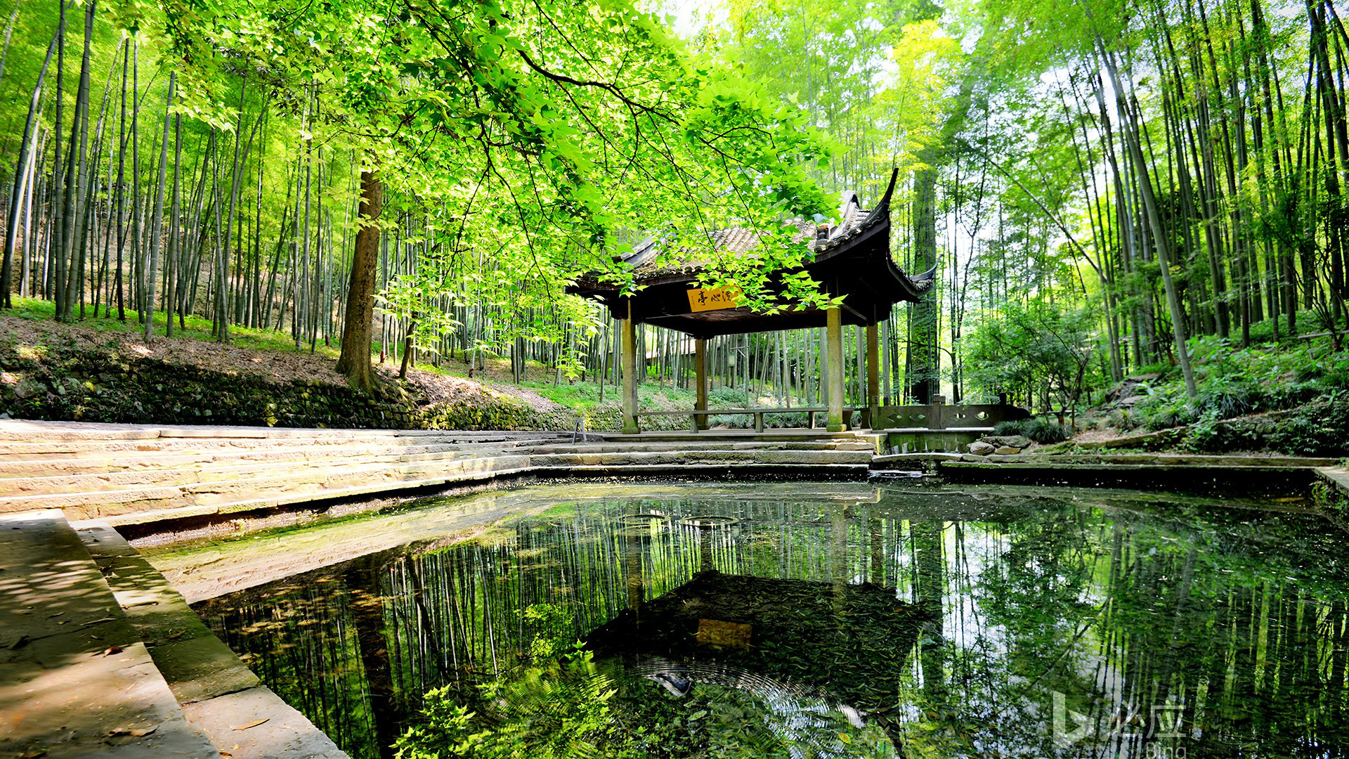 杭州清明云栖竹径，静谧竹林美景，免费电脑壁纸下载