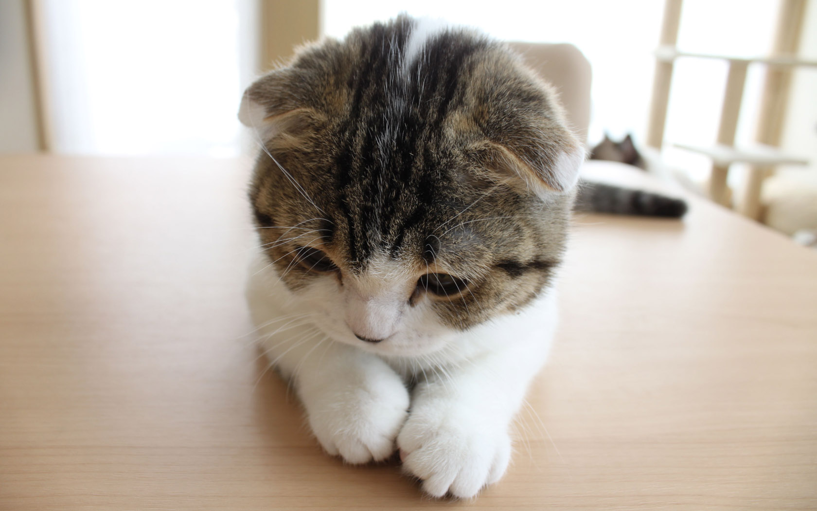 可爱小猫桌面背景图片