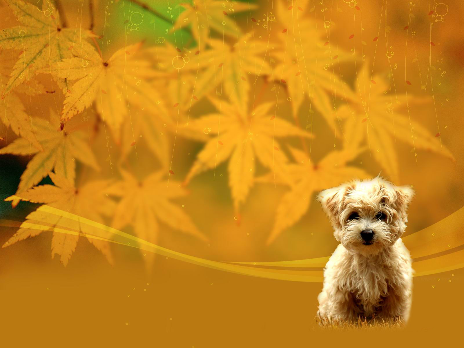 秋日手绘萌犬壁纸大赏，精选动物主题，免费电脑壁纸一键下载
