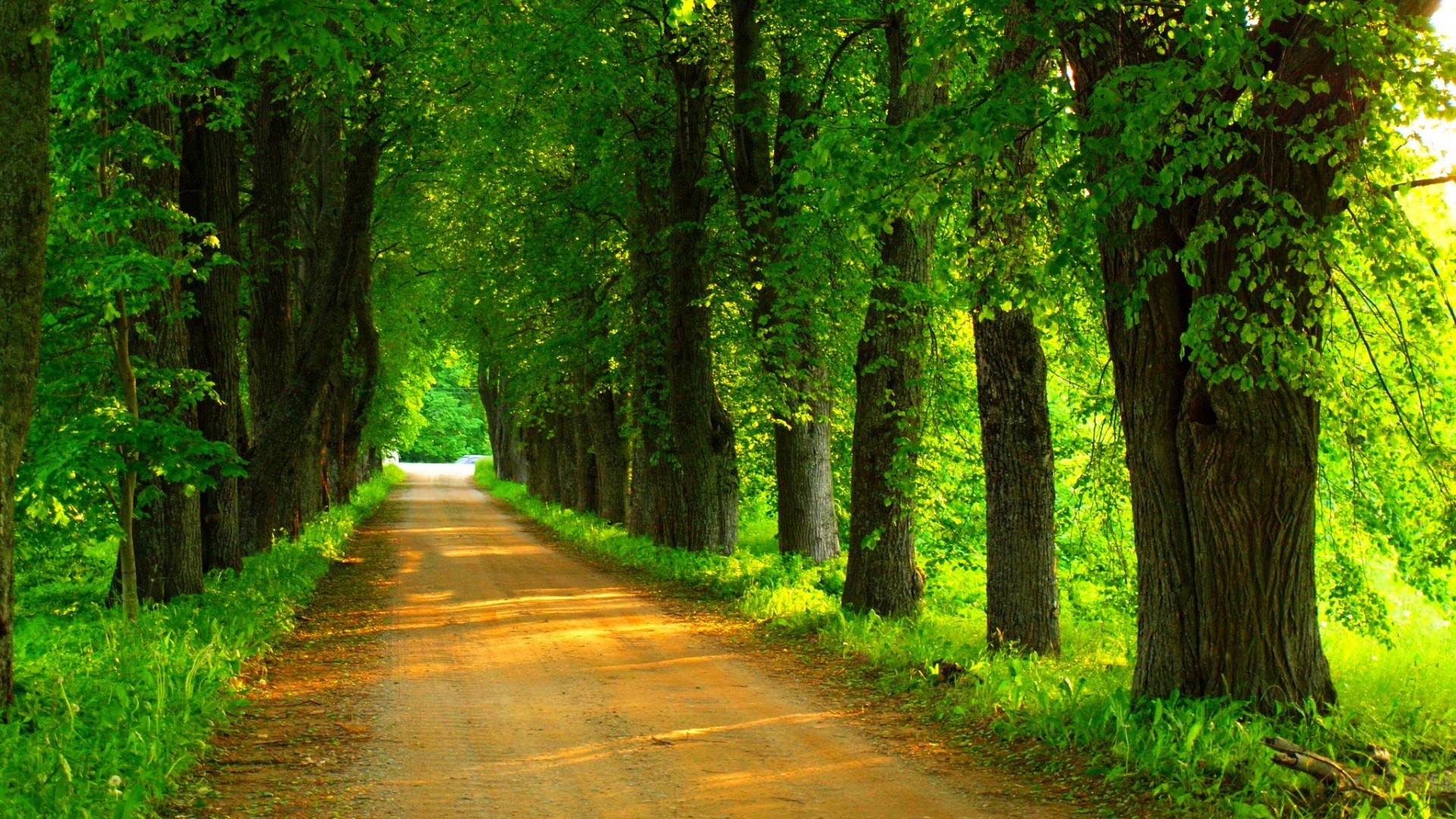 自然,森林,树林,道路,高清风景桌面壁纸