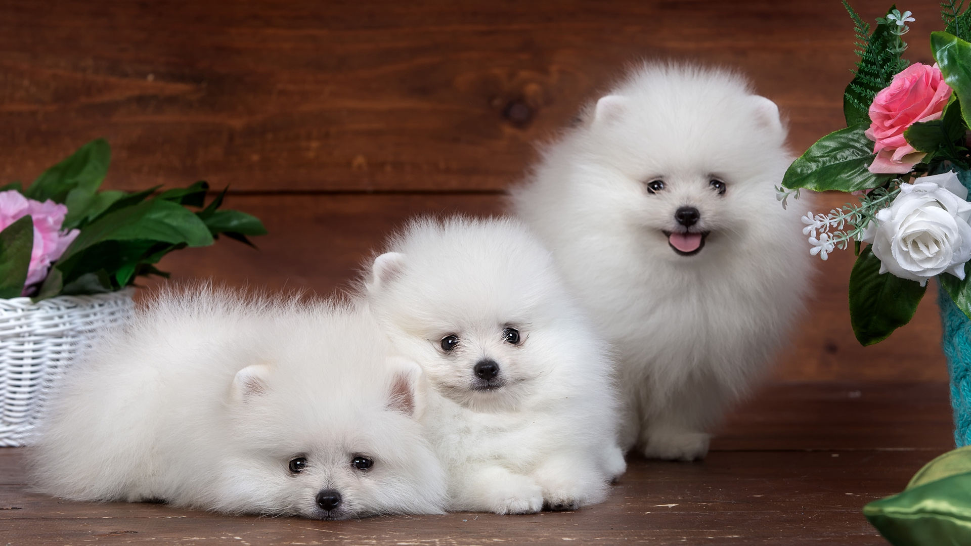 三只萌犬伴鲜花，尽享乐趣时光！博美犬、迷你博美、白博美精美壁纸免费下载