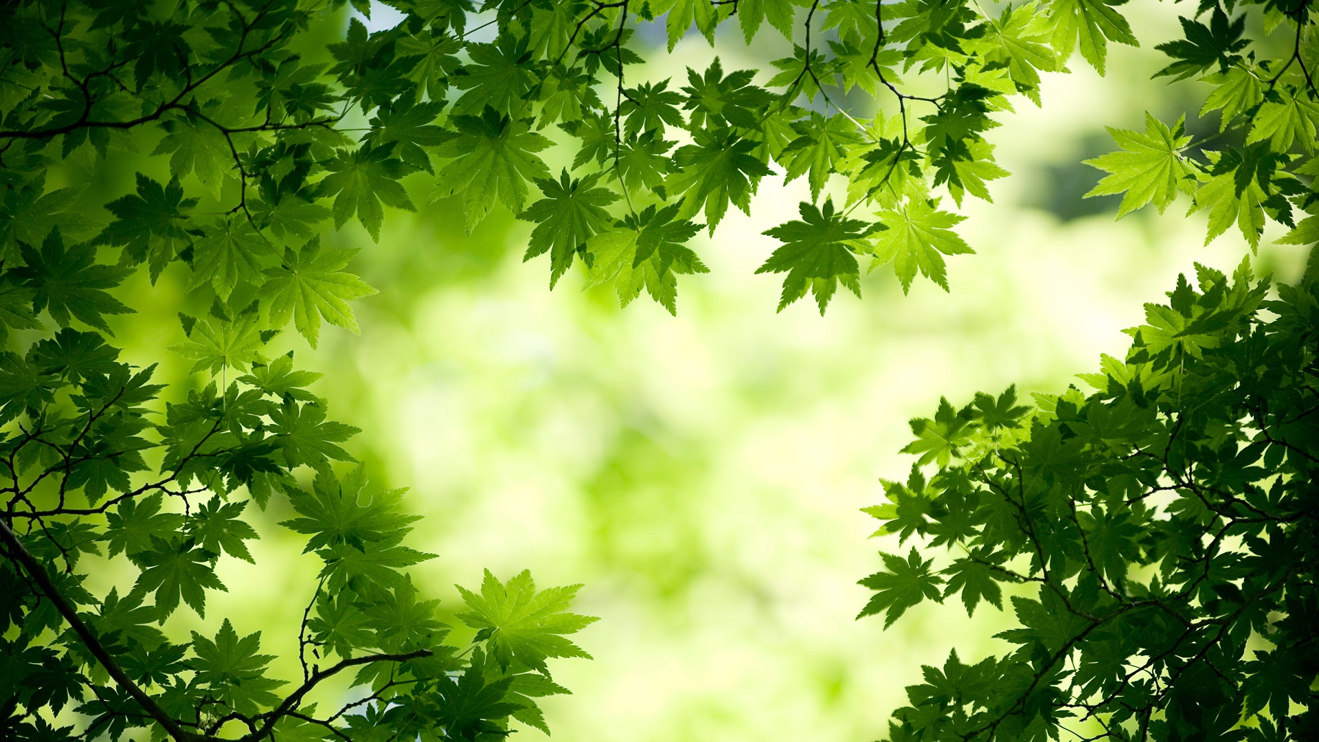 高清绿色枫叶风景壁纸，免费电脑壁纸下载，畅享自然之美