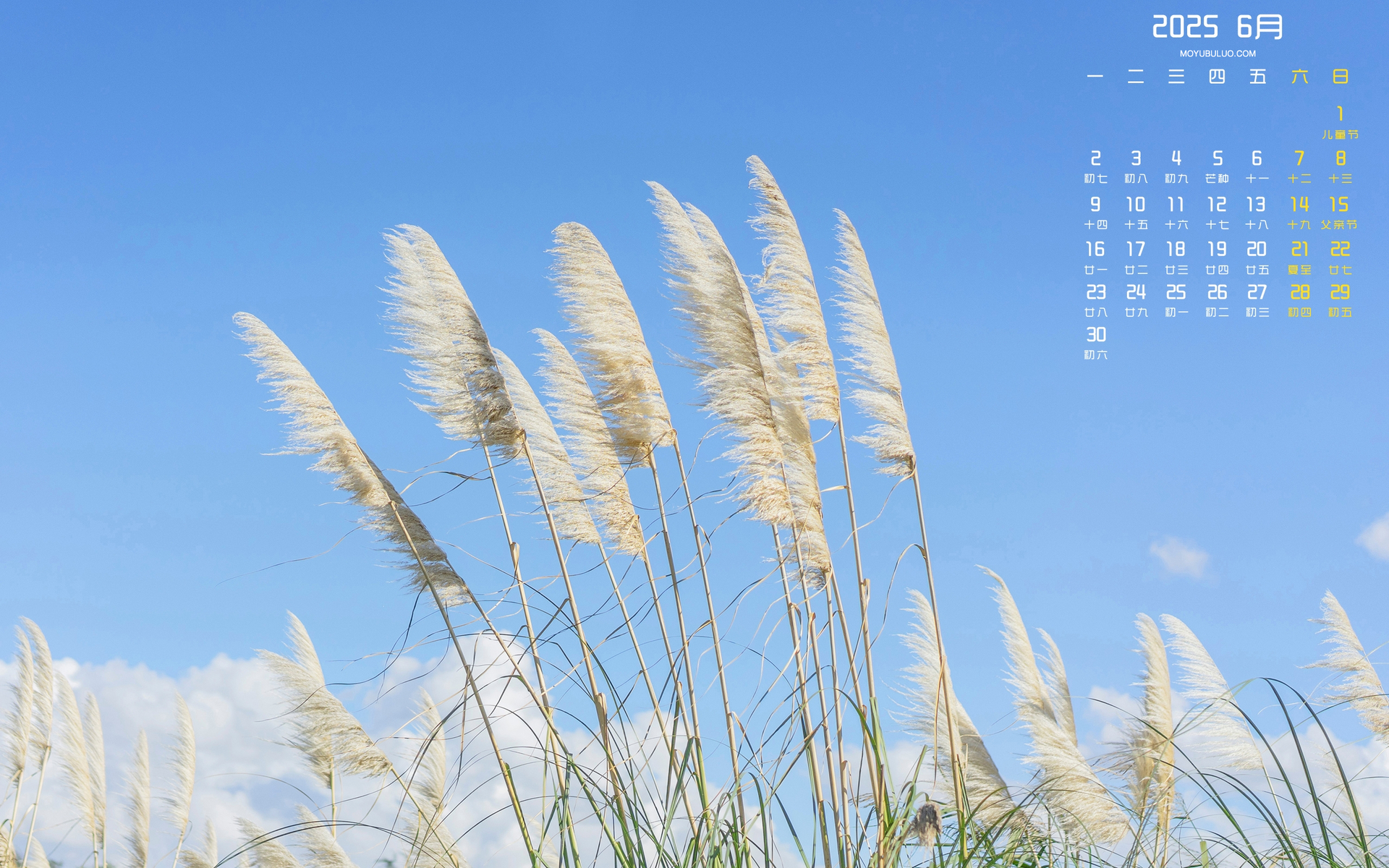 2025年6月白茅草风景日历电脑壁纸，免费下载