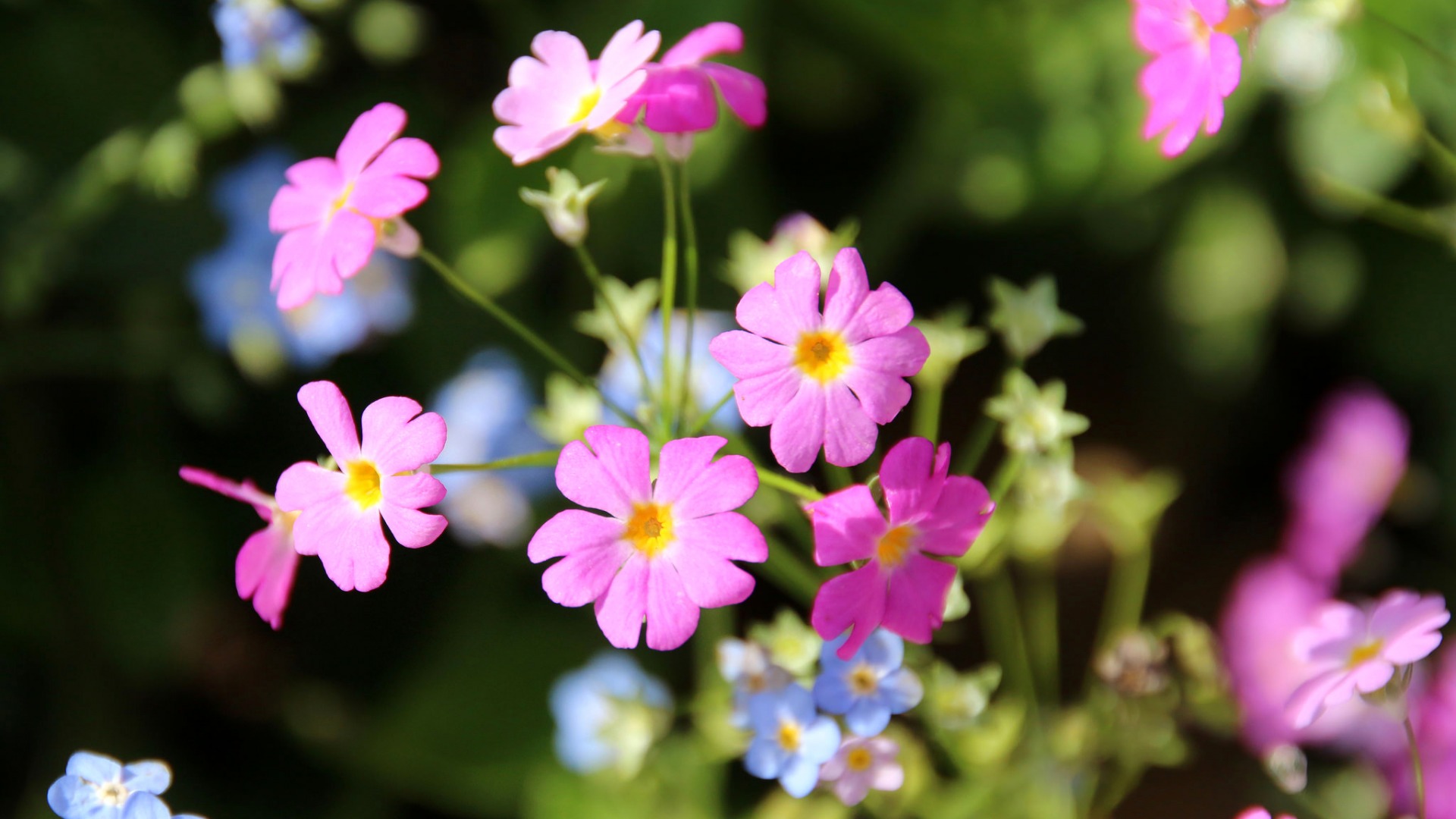 粉色小花花卉壁纸，欣赏花序、花瓣之美，大自然图片免费下载