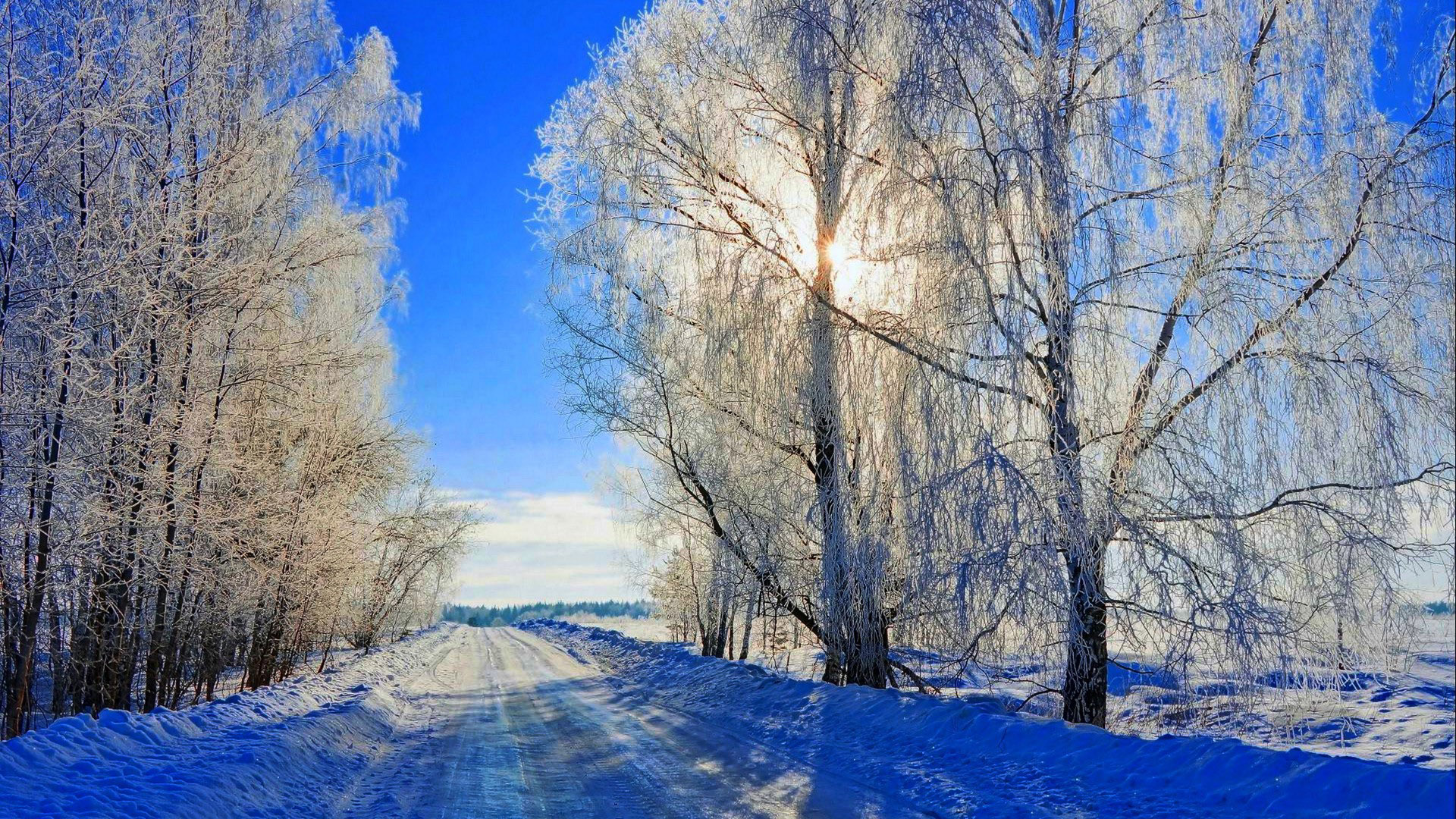 冬日雪景，雪覆路树，暖阳映蓝，自然美景壁纸免费下载