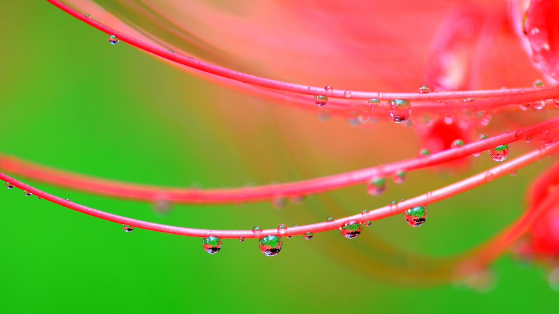 彼岸花壁纸，露珠水滴映衬花瓣之美，绿色背景尽显清新，免费下载电脑桌面壁纸
