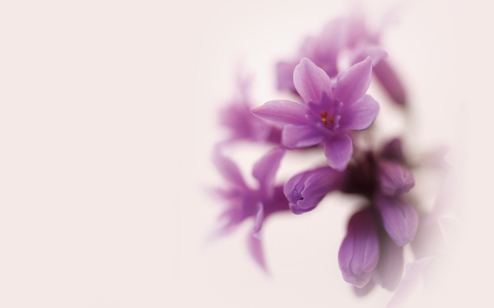 绝美花卉壁纸，免费电脑高清下载