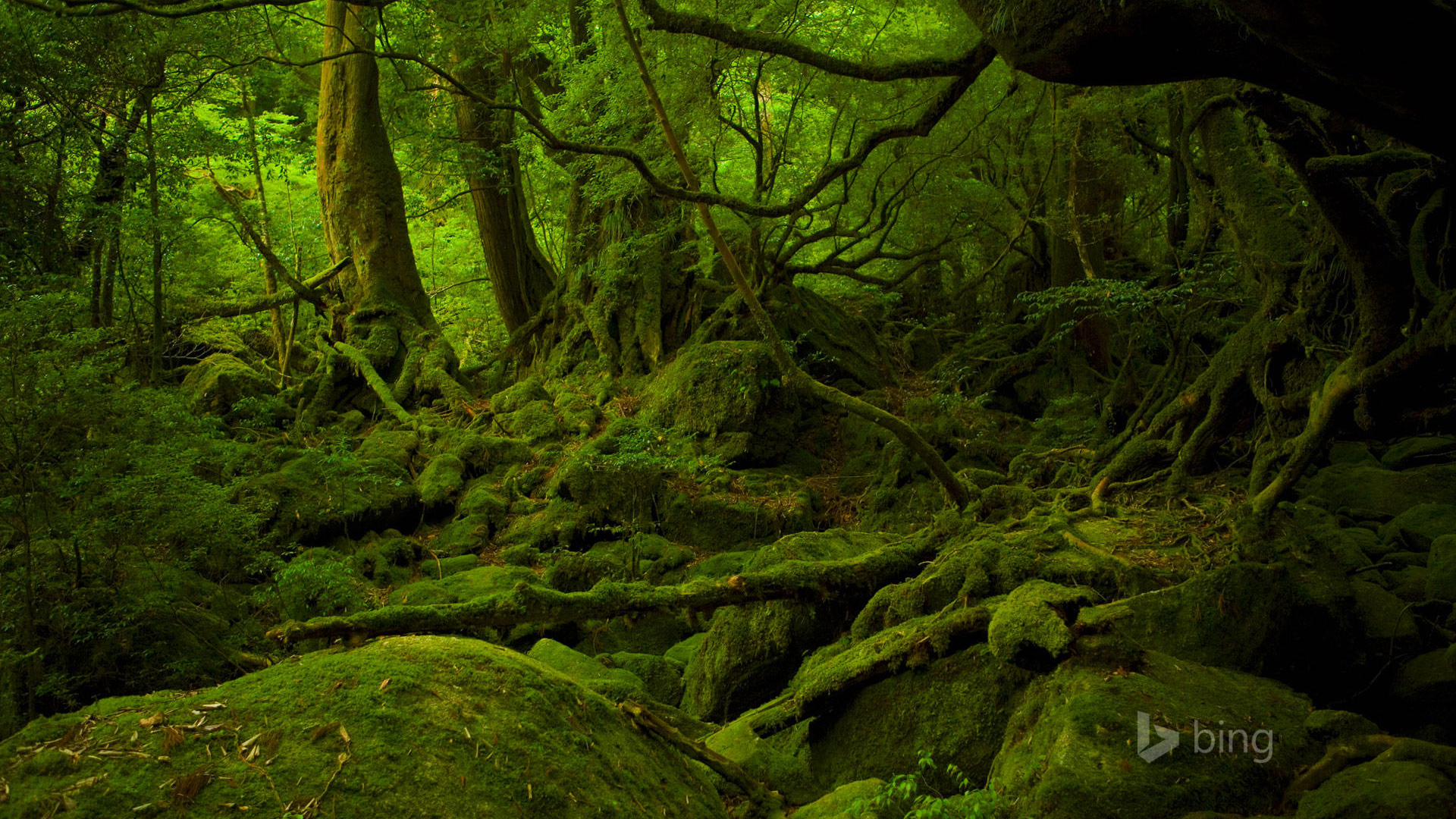 森林绿意盎然，树根石头相映成趣 - 免费高清Bing风景壁纸下载