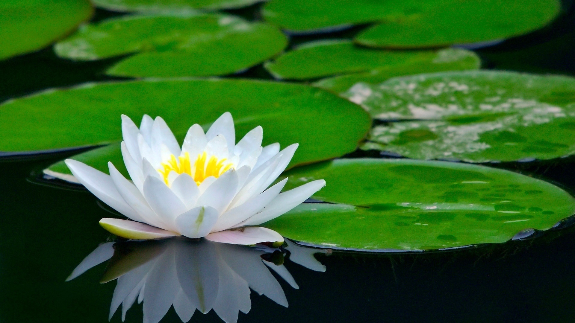 荷花池塘睡莲美景，高清花卉桌面壁纸，免费下载尽享自然之美