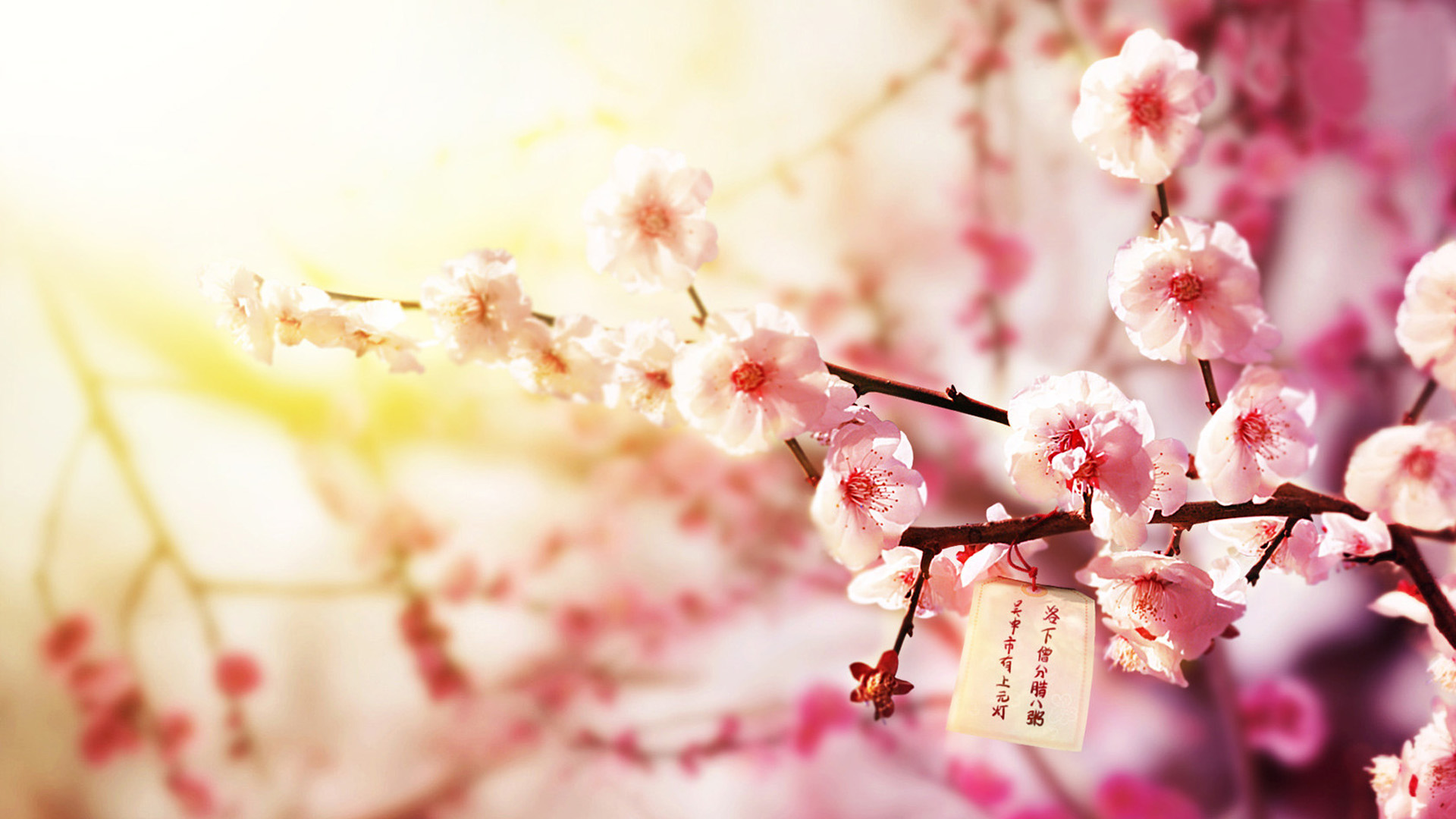 梅花壁纸精选，免费花卉电脑壁纸高清下载