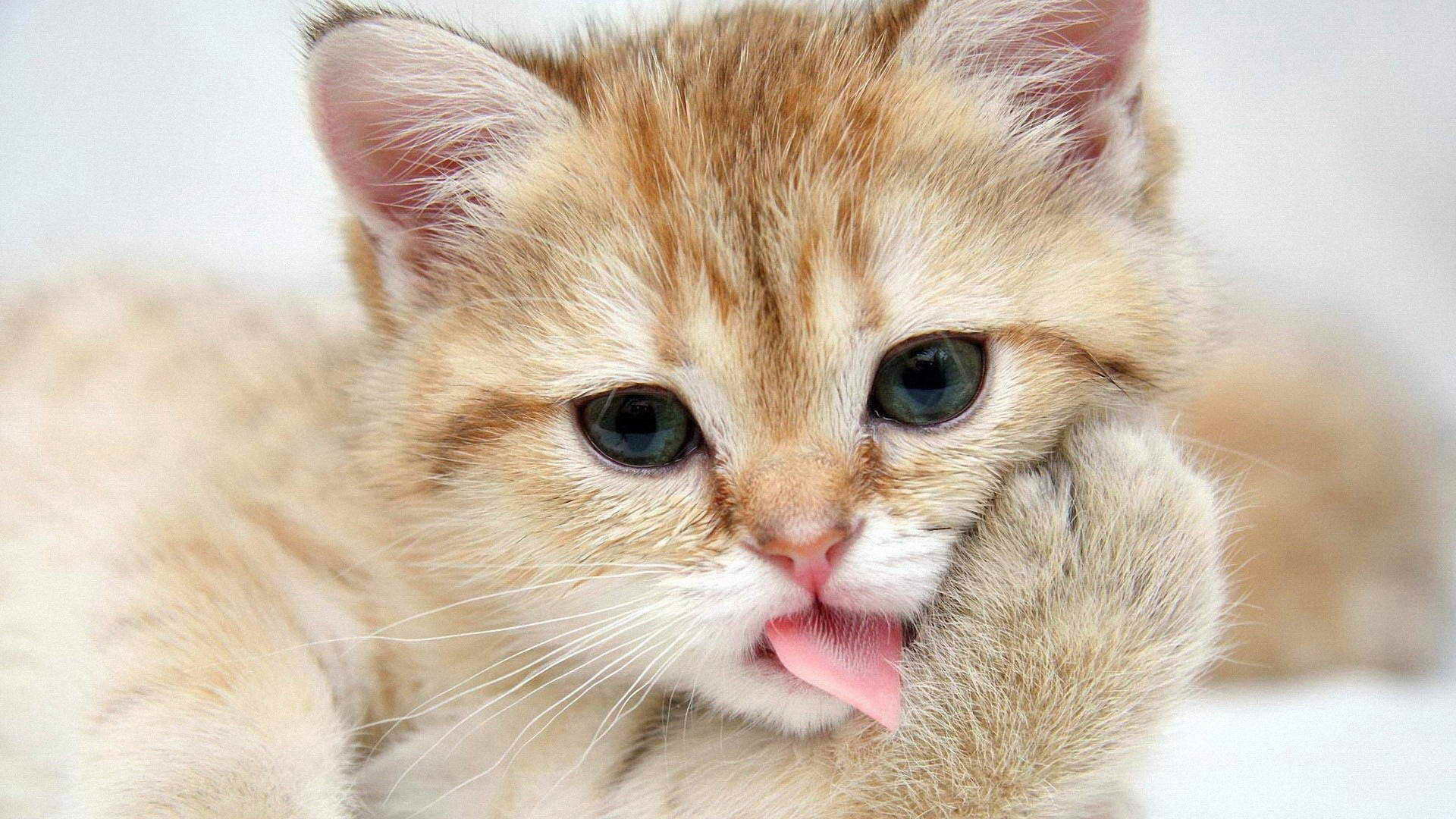 小猫咪洗脸萌态，免费下载小猫洗手、舔舌、摆小手的桌面壁纸！