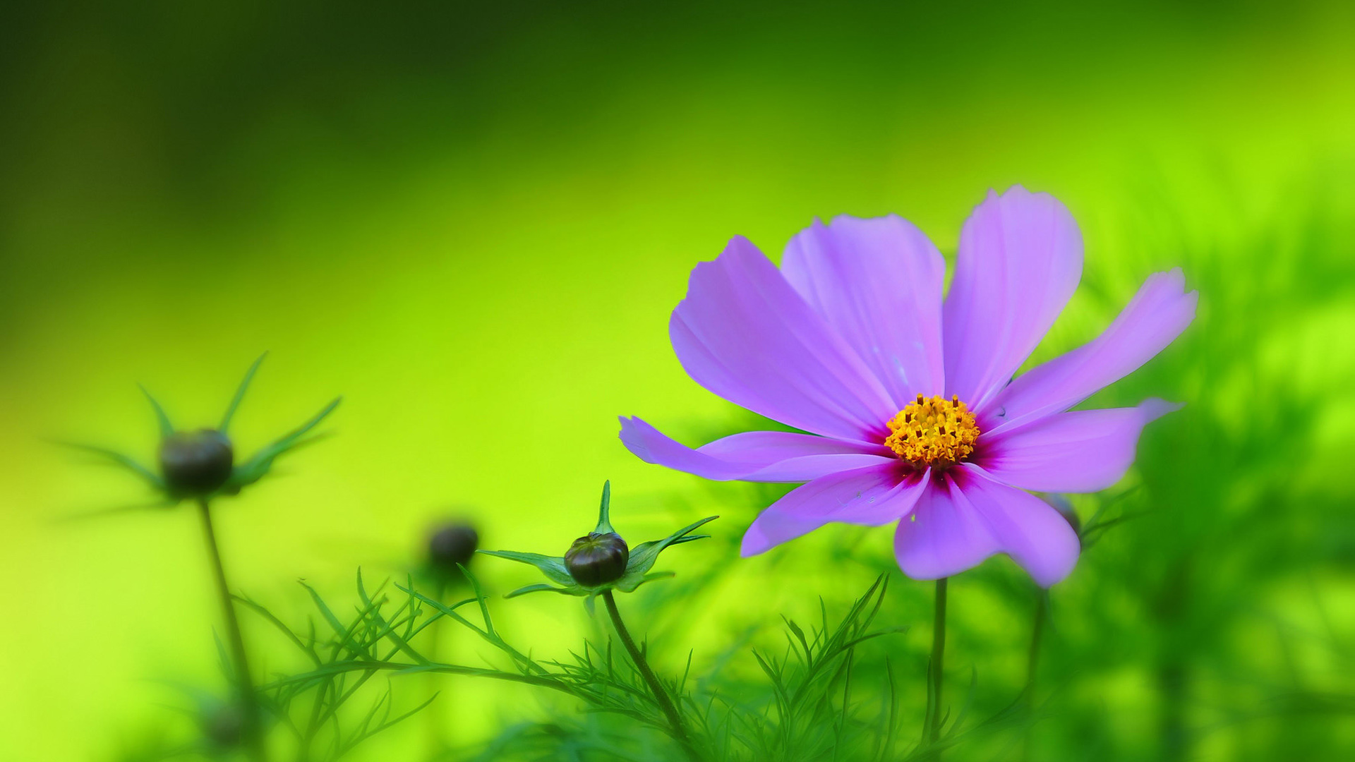 紫色花瓣花园，高清鲜花壁纸，绿色背景，免费下载电脑桌面背景