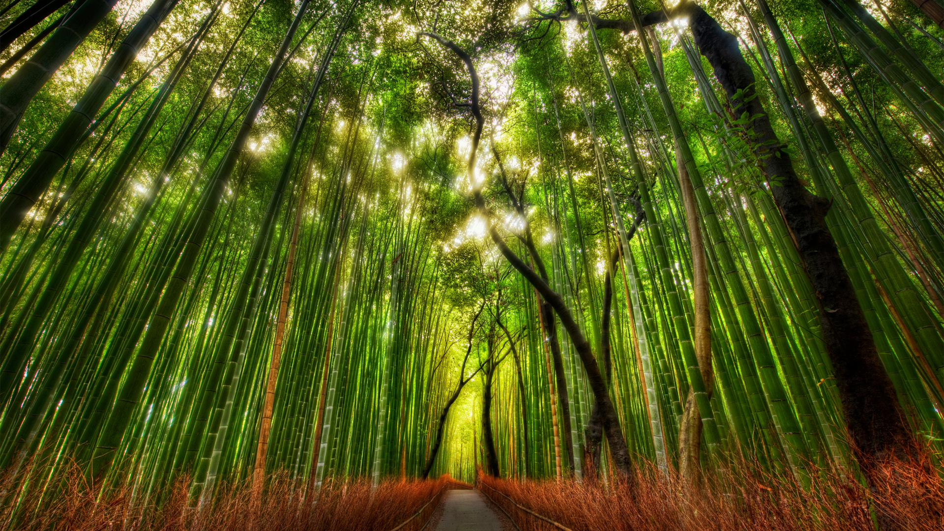 日本京都竹林小道风景壁纸