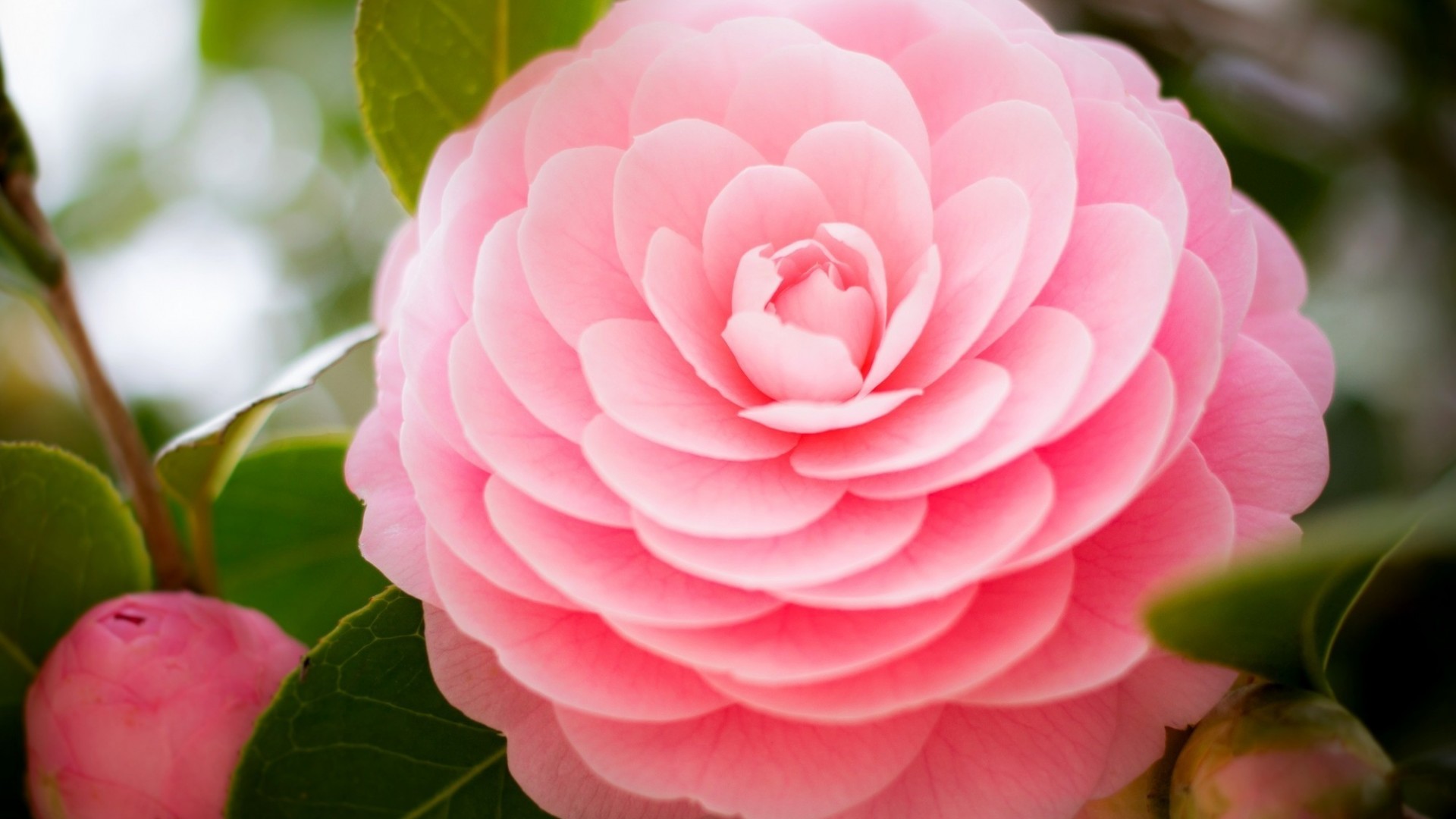 粉色茶花叶子桌面壁纸，高清花卉电脑壁纸免费下载