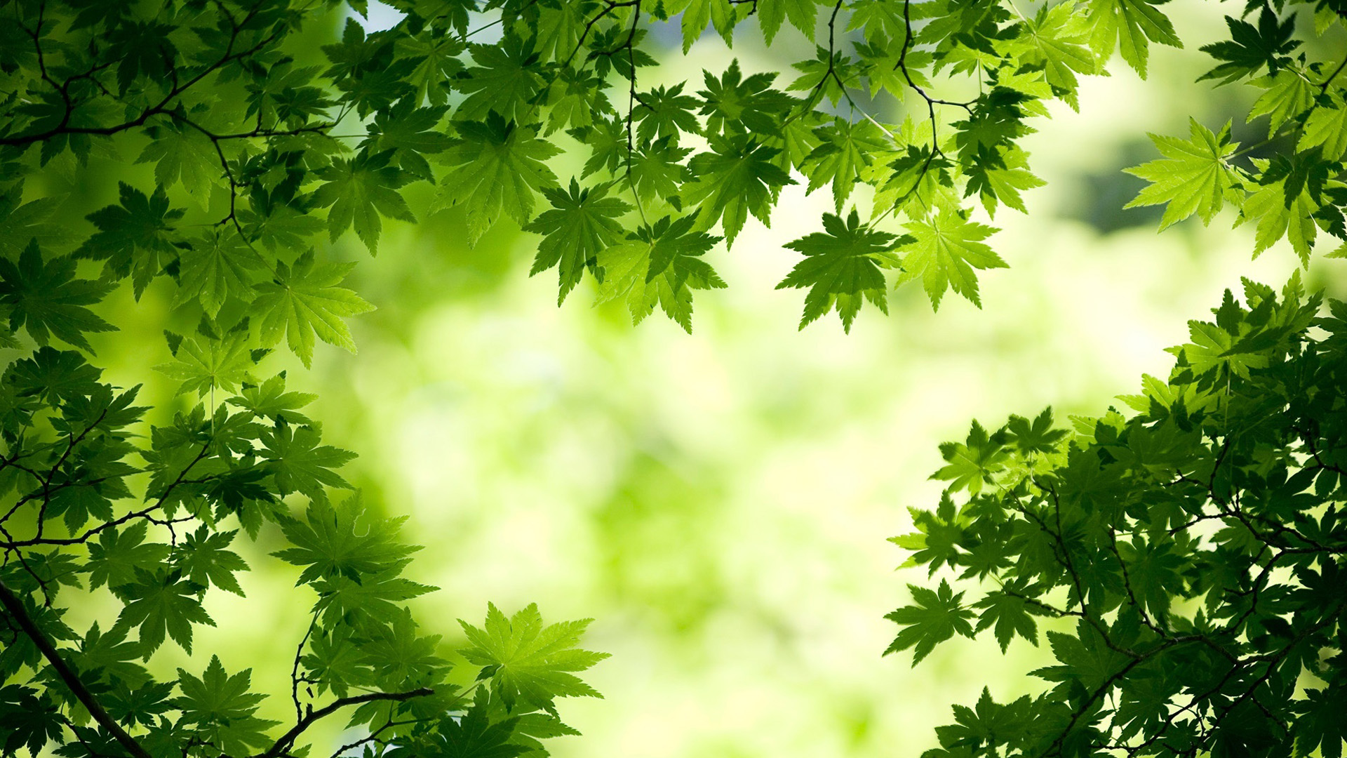 绿色枫叶美景高清壁纸，免费下载，装点你的电脑桌面