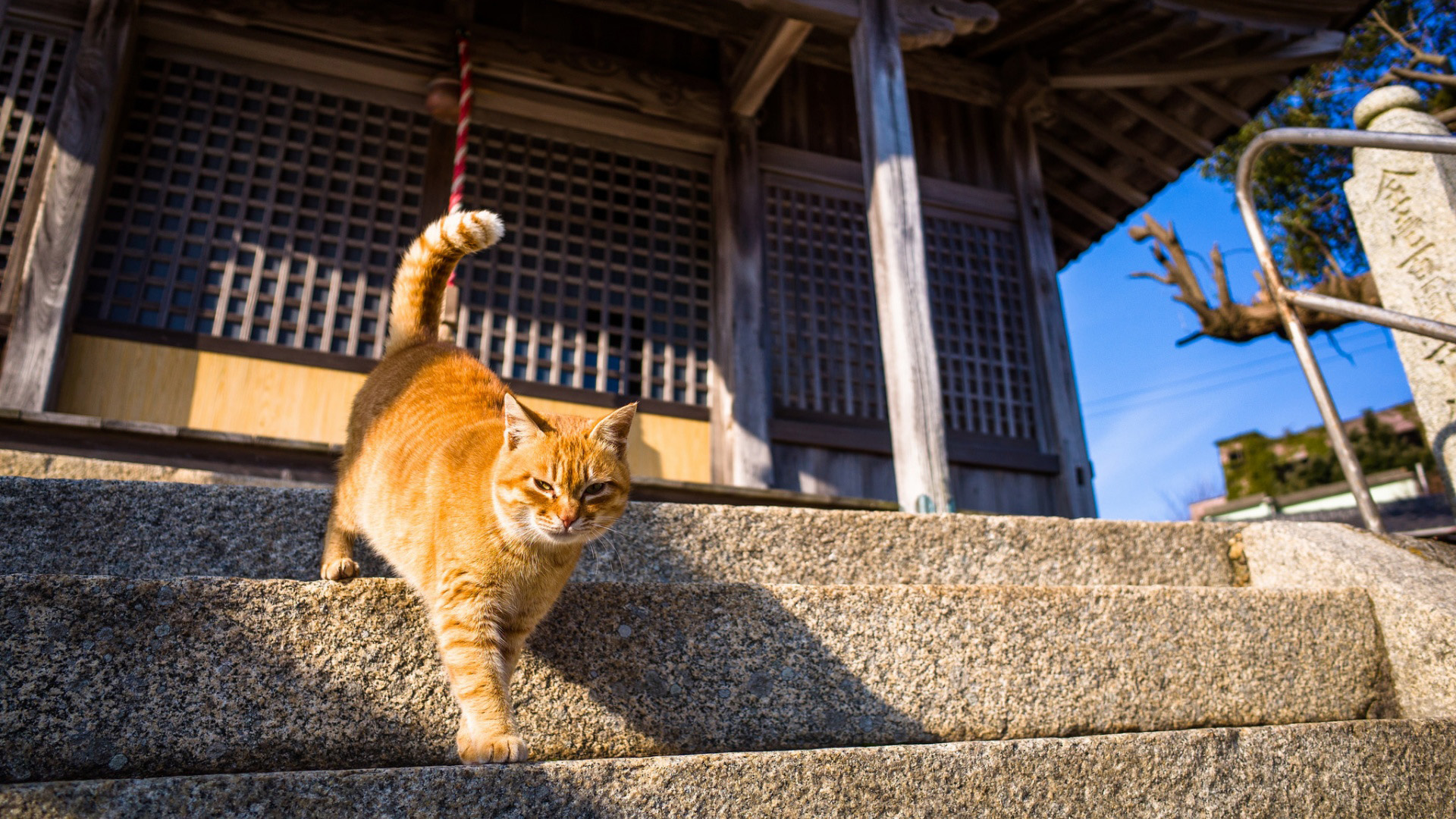 萌猫漫步，木屋石阶间的优雅，免费桌面壁纸下载