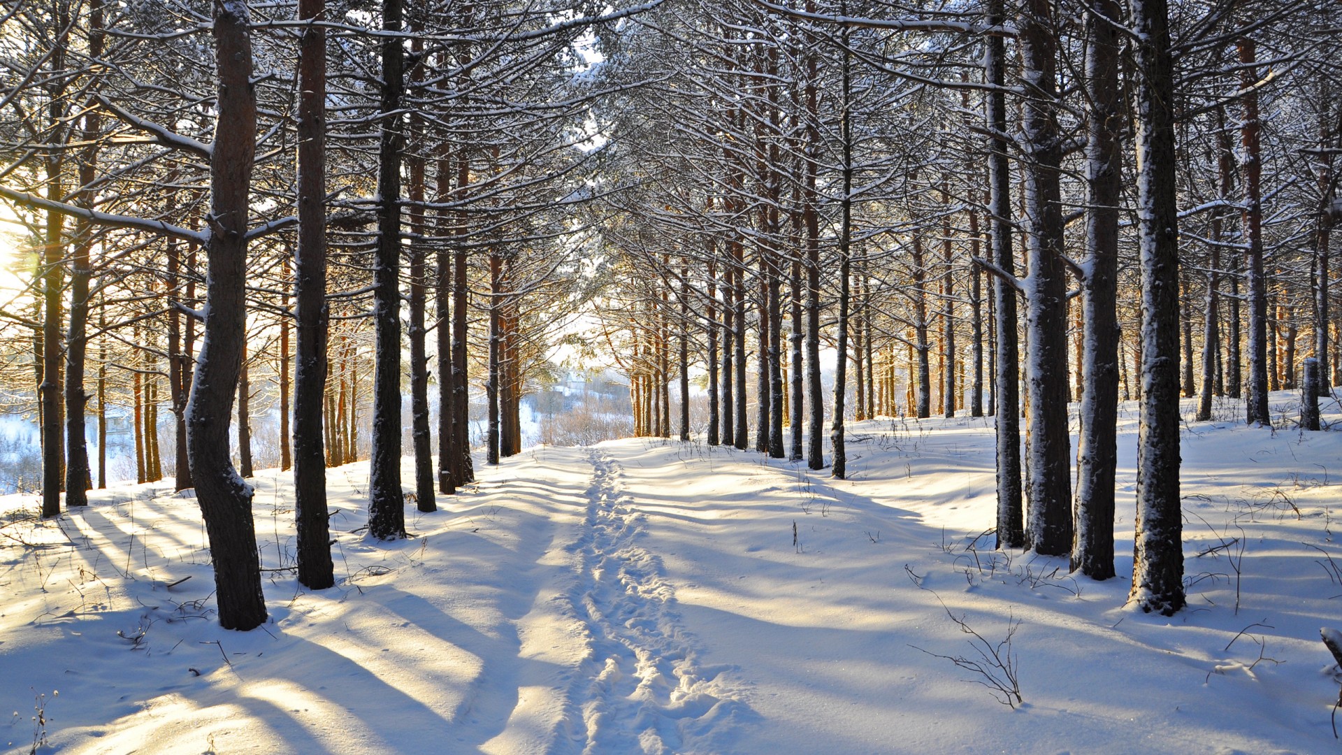 冬日雪景，森林间的雪路痕迹，绝美风景壁纸免费下载