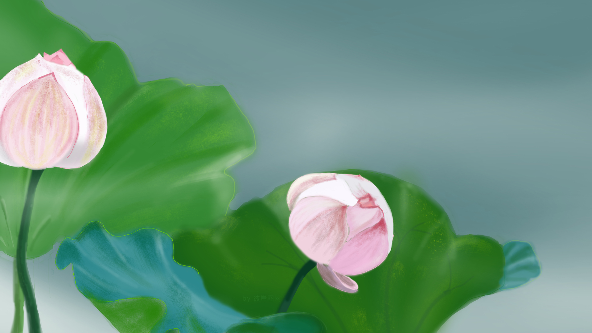 粉色荷花苞 清新 护眼 绿色荷叶 高清壁纸