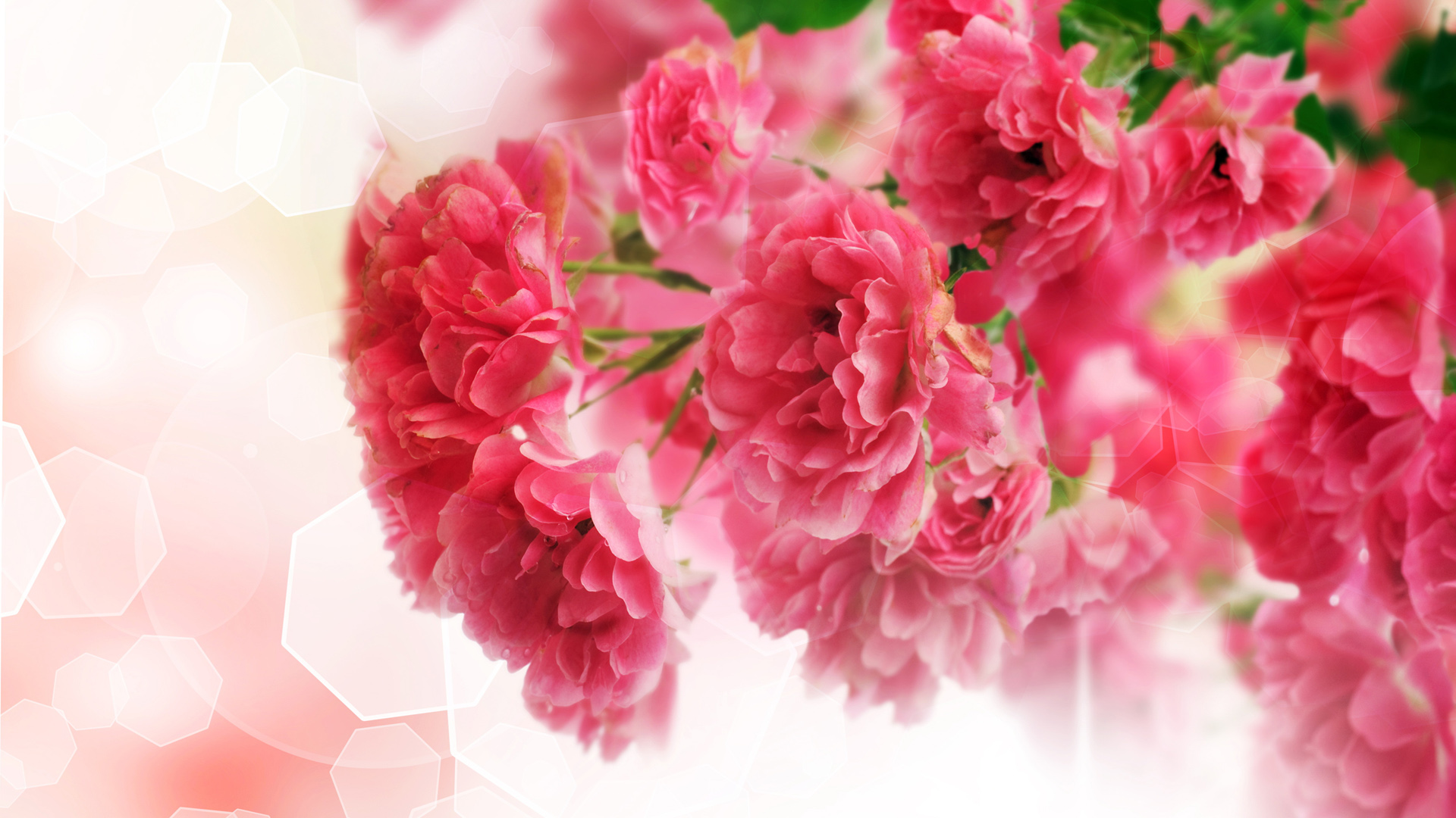 粉红花朵鲜花桌面壁纸