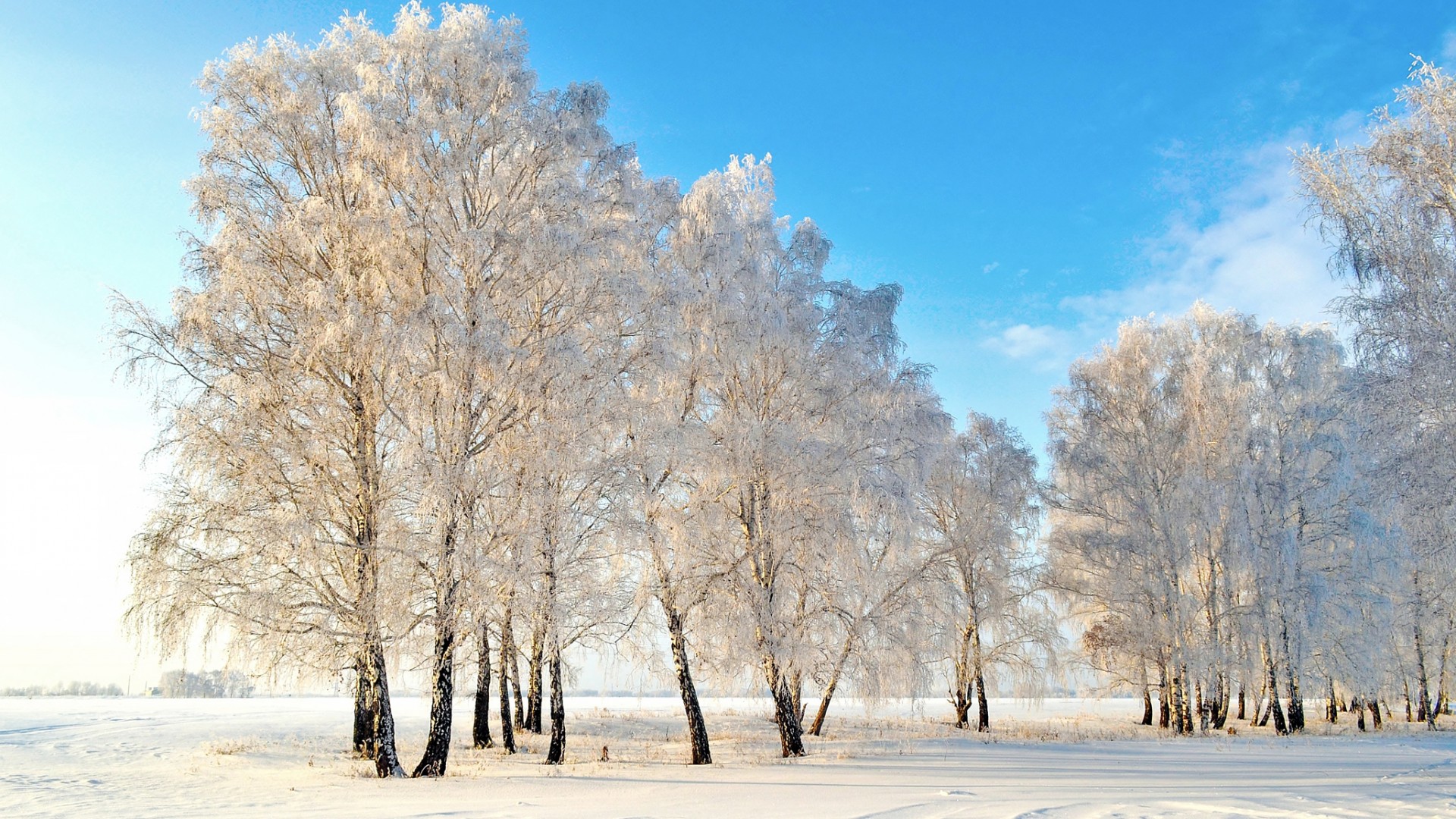 冬日雪景壁纸，树木银装，自然之美，免费下载电脑背景图