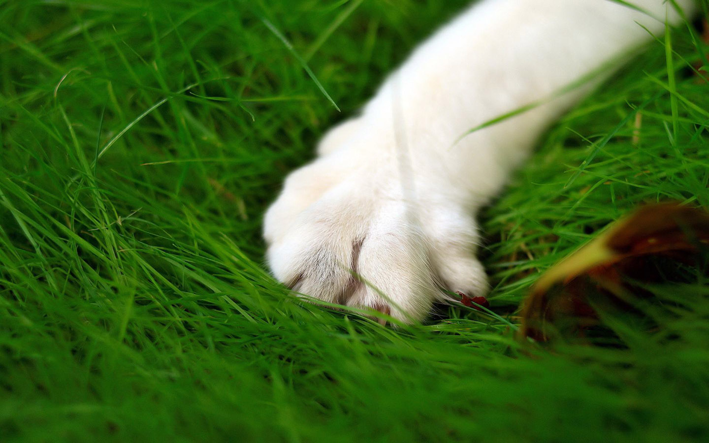 猫咪的小手壁纸
