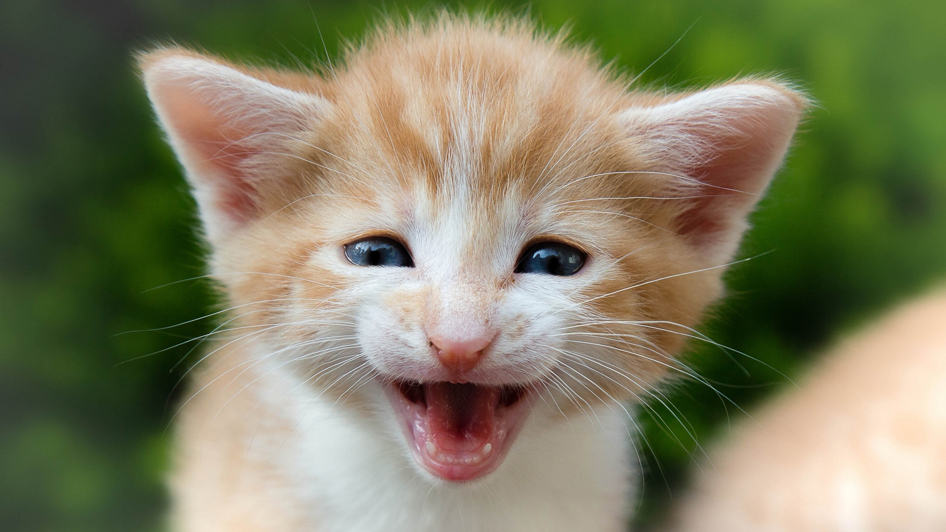 小猫萌态，可爱表情壁纸免费下载，精选小猫咪电脑壁纸
