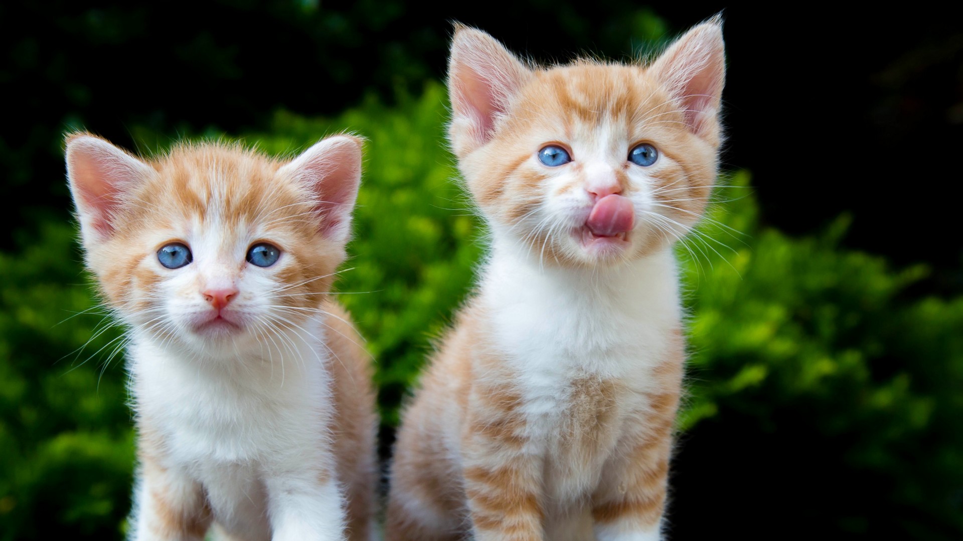 两只萌猫表情眼神大赏，免费下载黄色猫咪桌面壁纸，装点你的电脑屏幕！