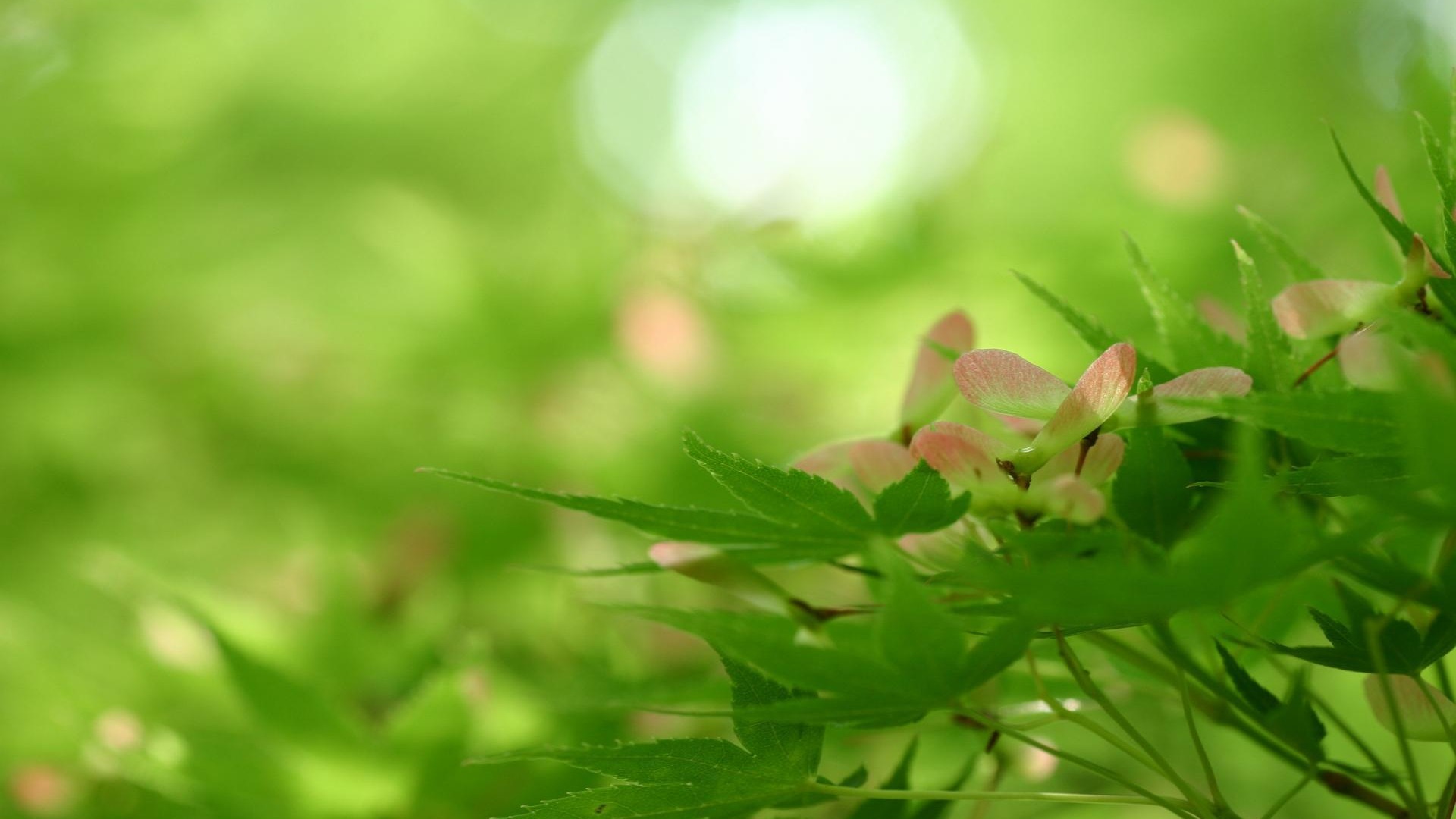 叶子,绿色的树叶,树枝,电脑壁纸