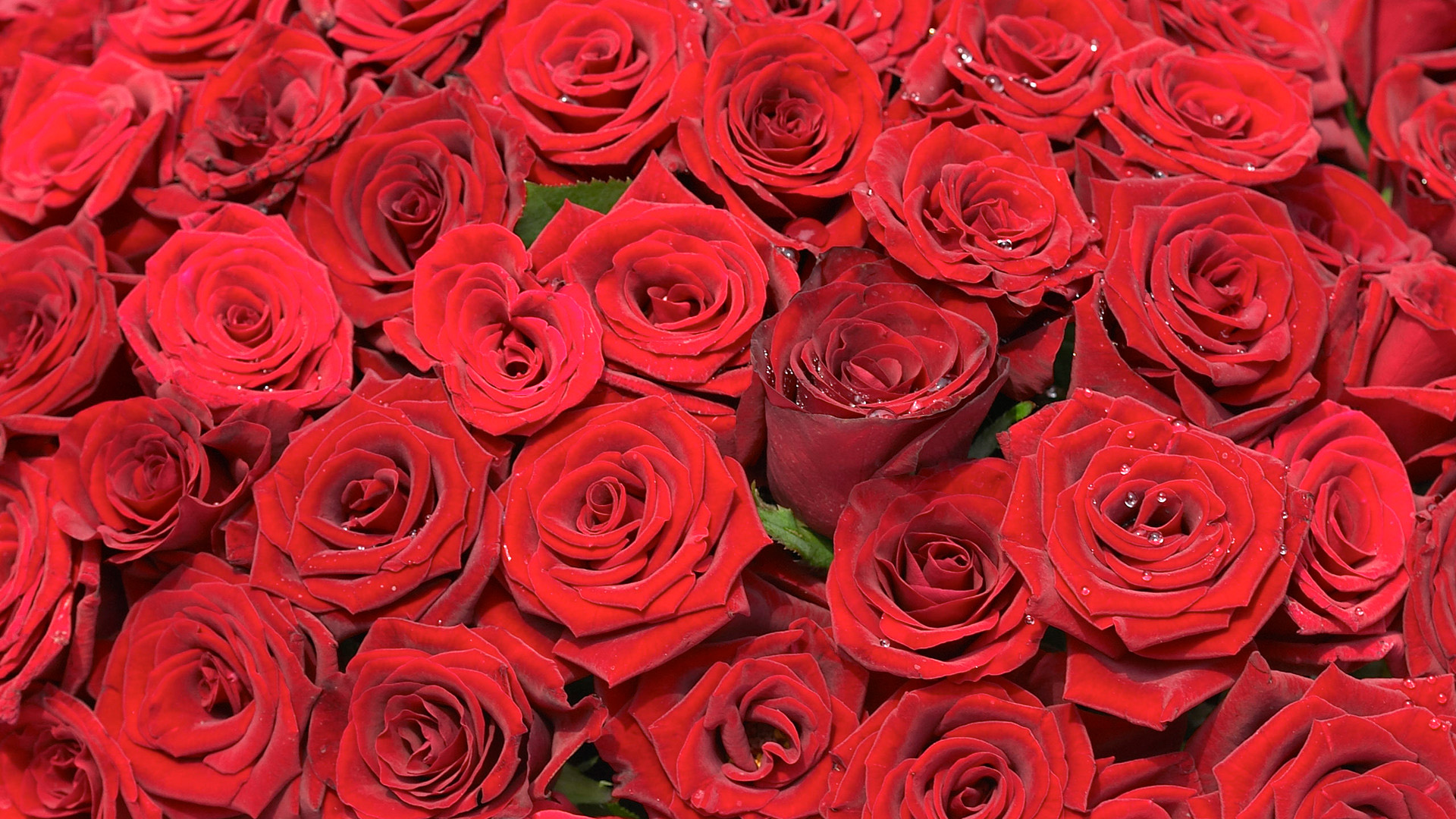红色宽屏玫瑰花，高清花卉电脑壁纸，免费下载