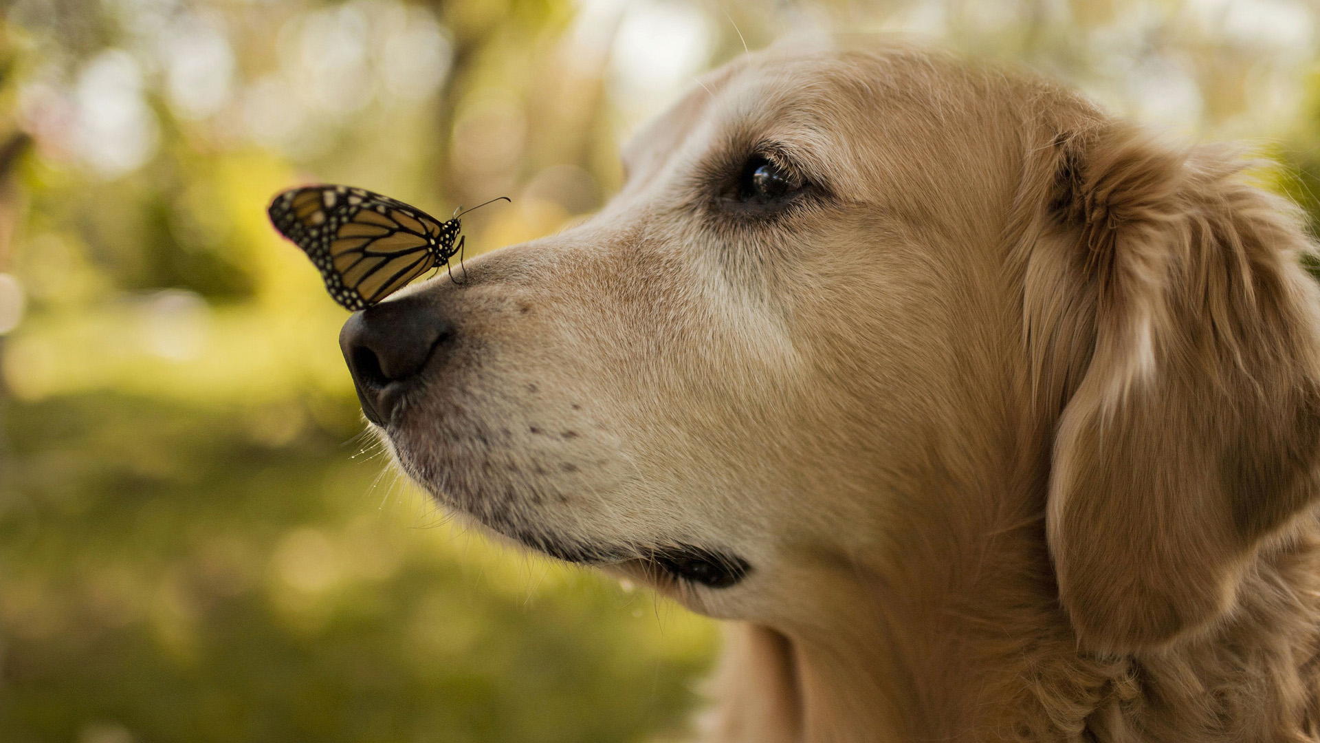 狗与蝶舞，免费下载可爱动物壁纸，萌犬与翅蝶跃然桌面！