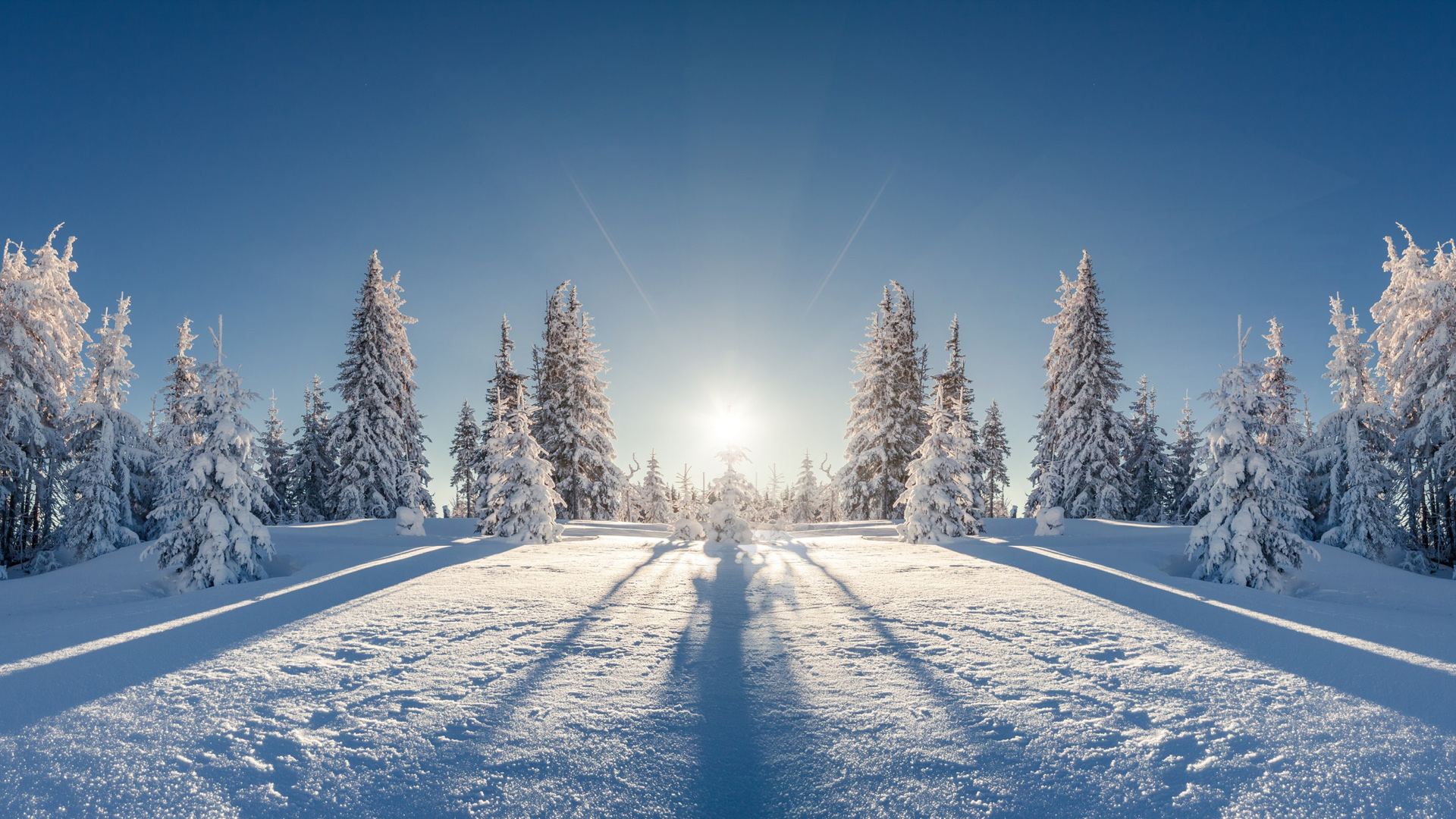 冬天，雪，森林，树，太阳，自然冬天风景图片桌面壁纸