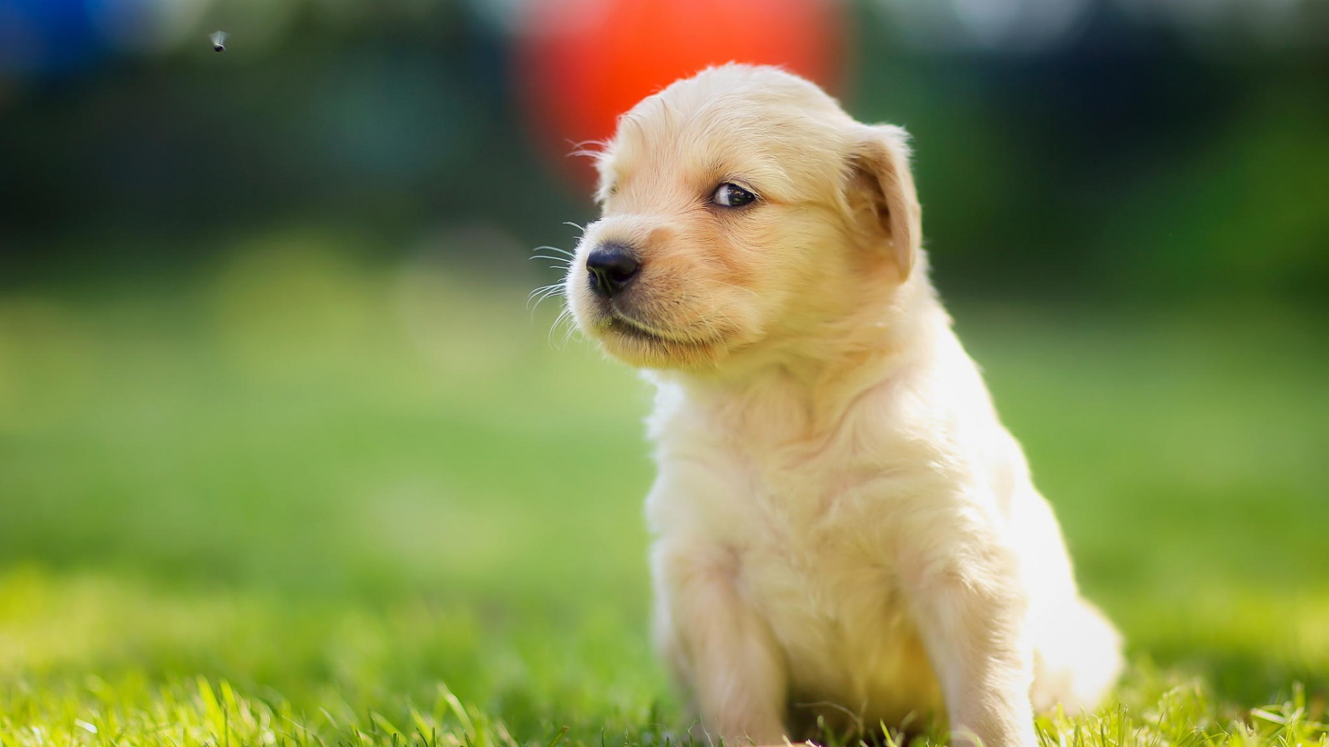 金毛猎犬萌眼斜视桌面壁纸，免费动物电脑壁纸下载