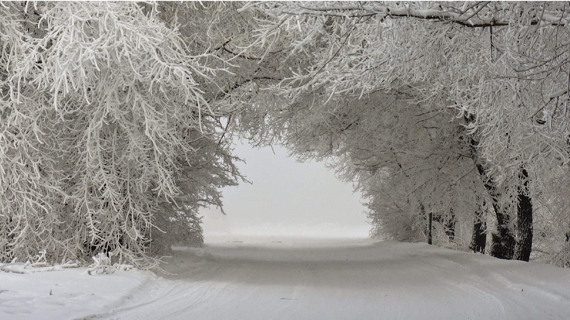 冬季景观,雪树图片,路径,唯美桌面壁纸