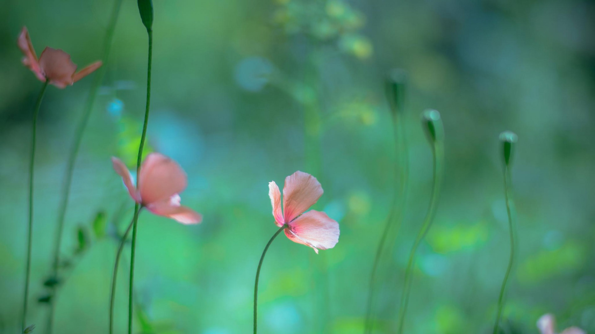 花,小清新,花朵,自然图片,桌面壁纸
