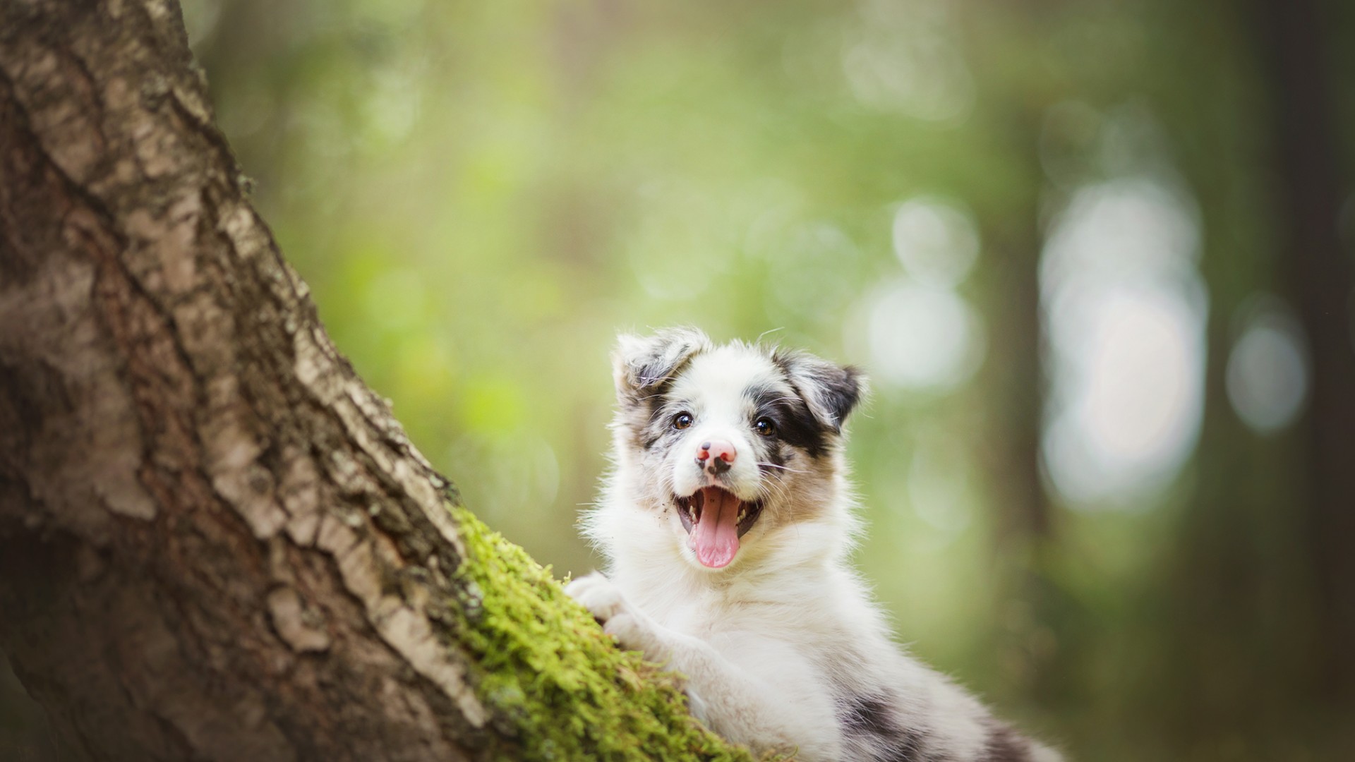 边境牧羊犬小狗与自然森林，免费高清桌面壁纸下载