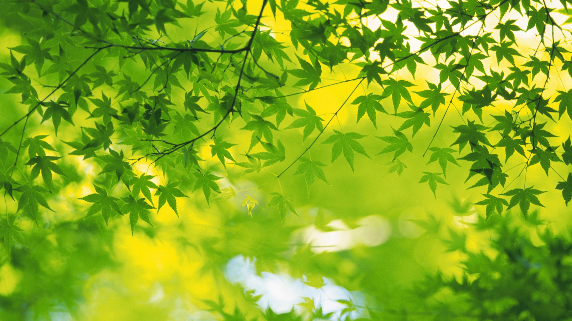 夏日绿叶风光，护眼电脑壁纸免费下载，自然绿色桌面美化