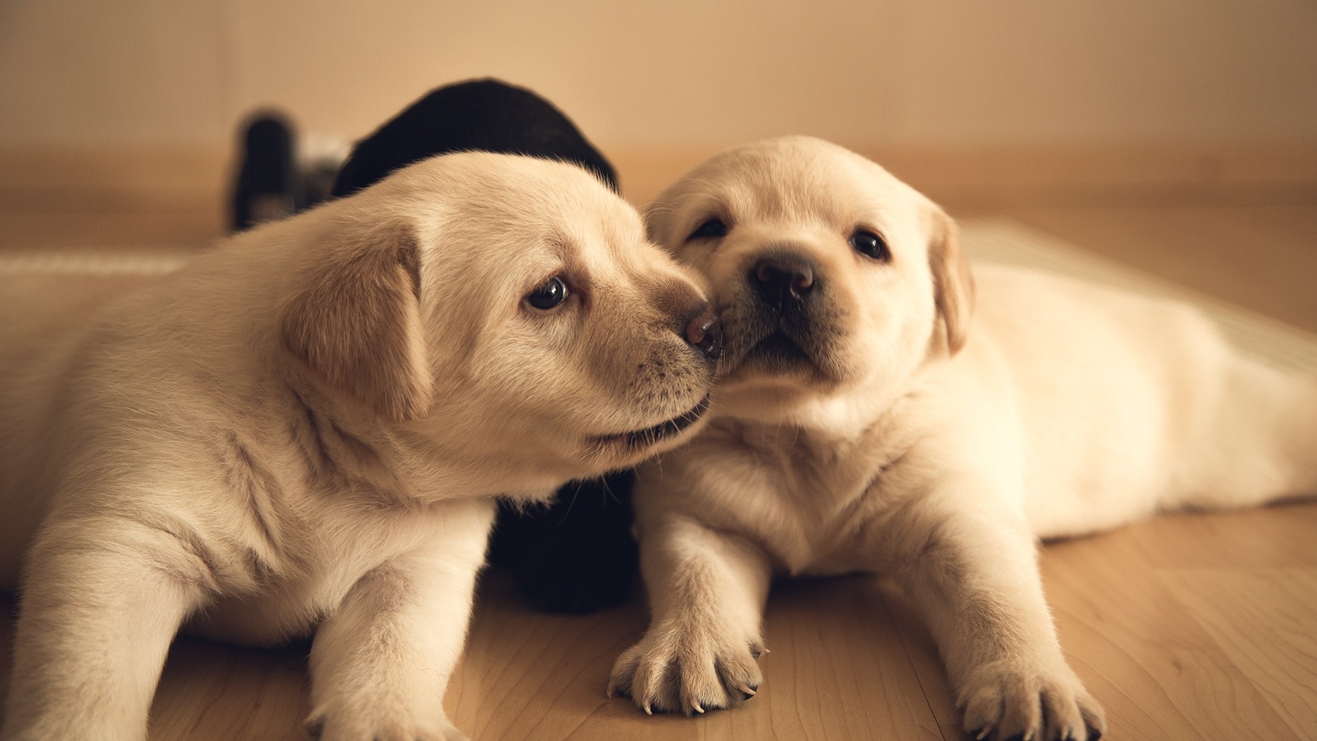 两只萌犬甜蜜相伴，精选高清桌面壁纸，免费下载！