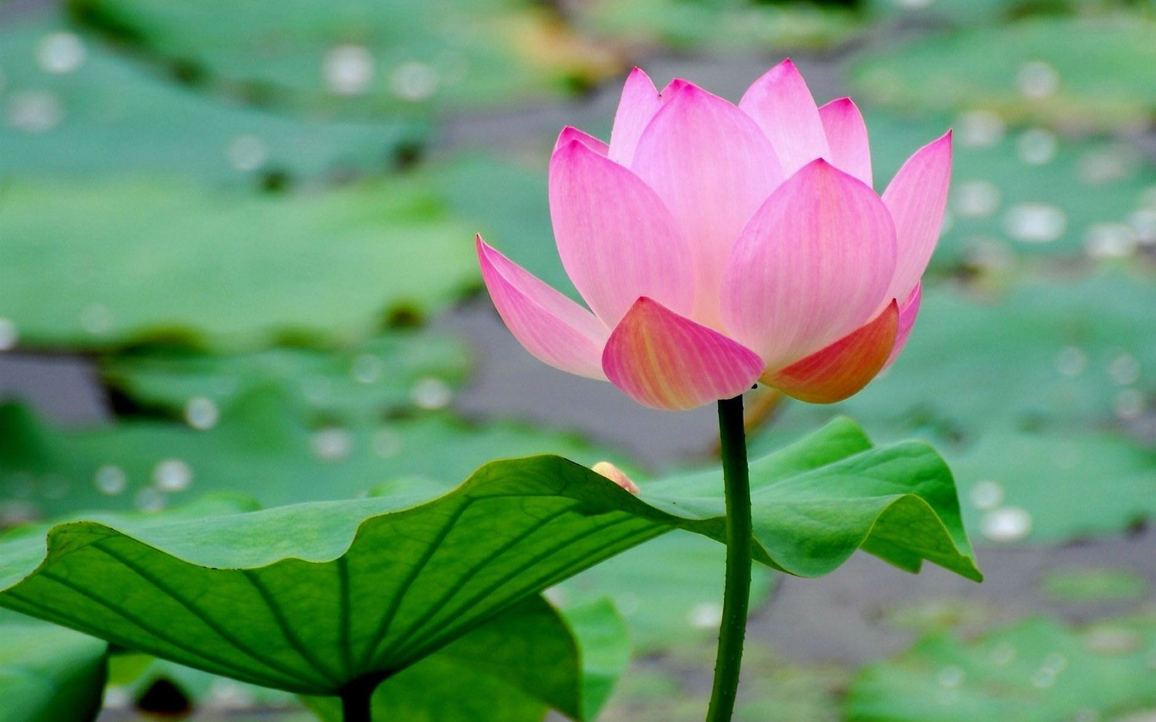 绿色荷花高清桌面壁纸，免费花卉电脑壁纸下载
