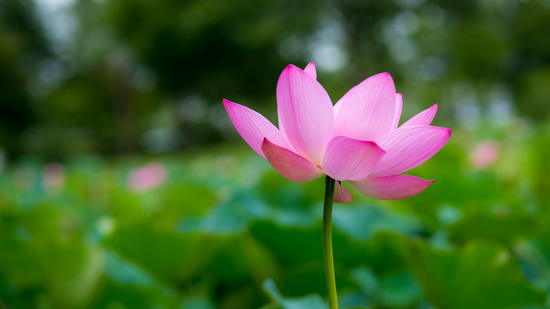 莲花,粉红色,花瓣,莲花桌面壁纸高清