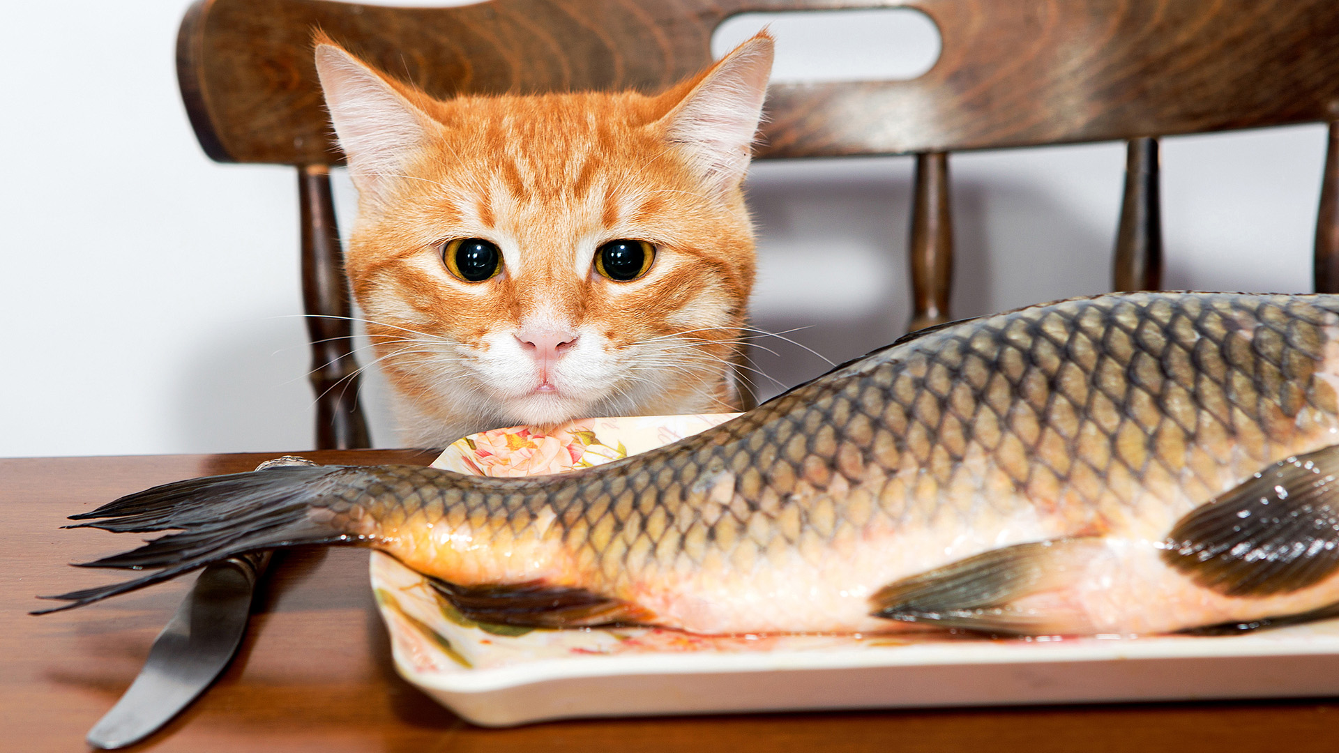 小黄猫与鱼，温馨桌面壁纸，免费下载，装点你的电脑桌面！
