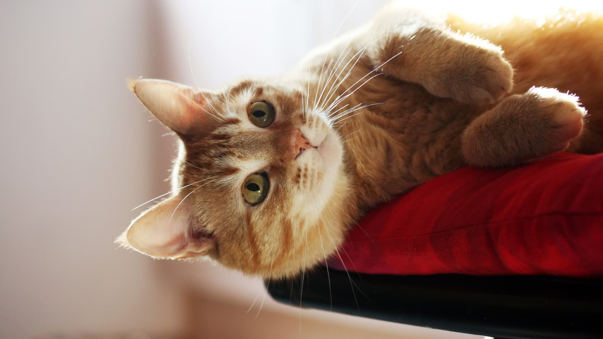 搞笑小黄猫探头瞬间！超萌姿势，免费下载小黄猫壁纸，装点你的电脑桌面！