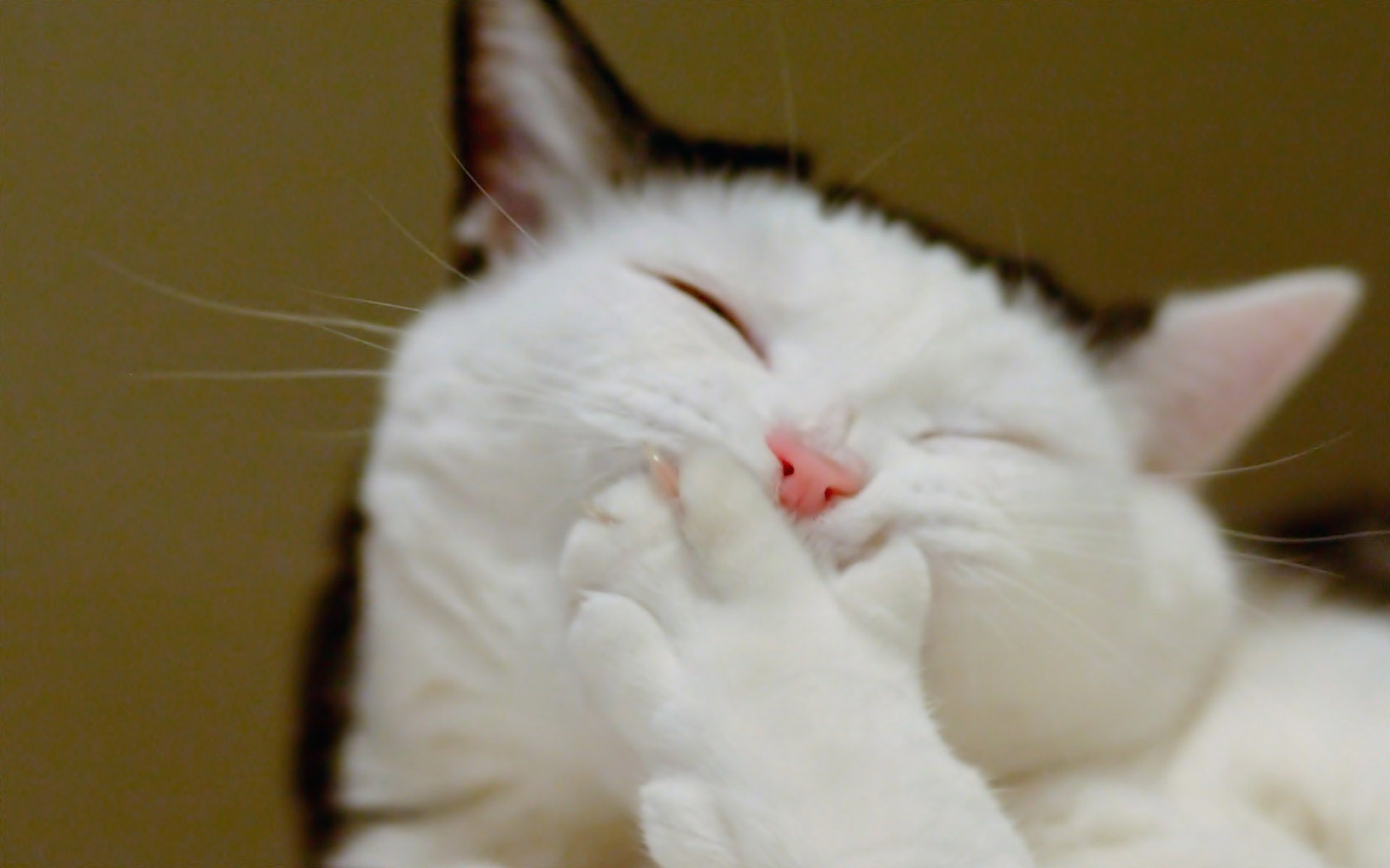 搞怪猫咪桌面壁纸大放送，免费下载动物主题电脑背景图！