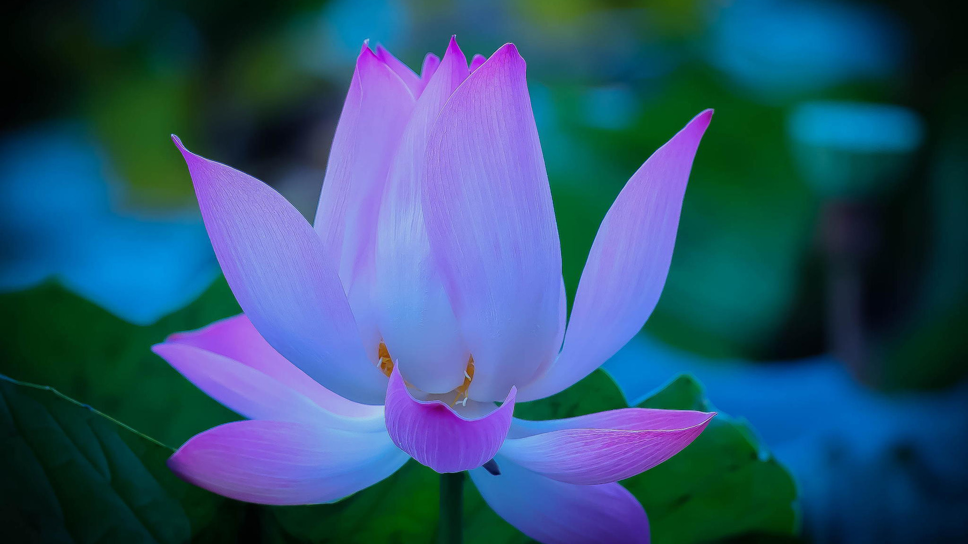 莲花，粉色花瓣，莲花桌面壁纸