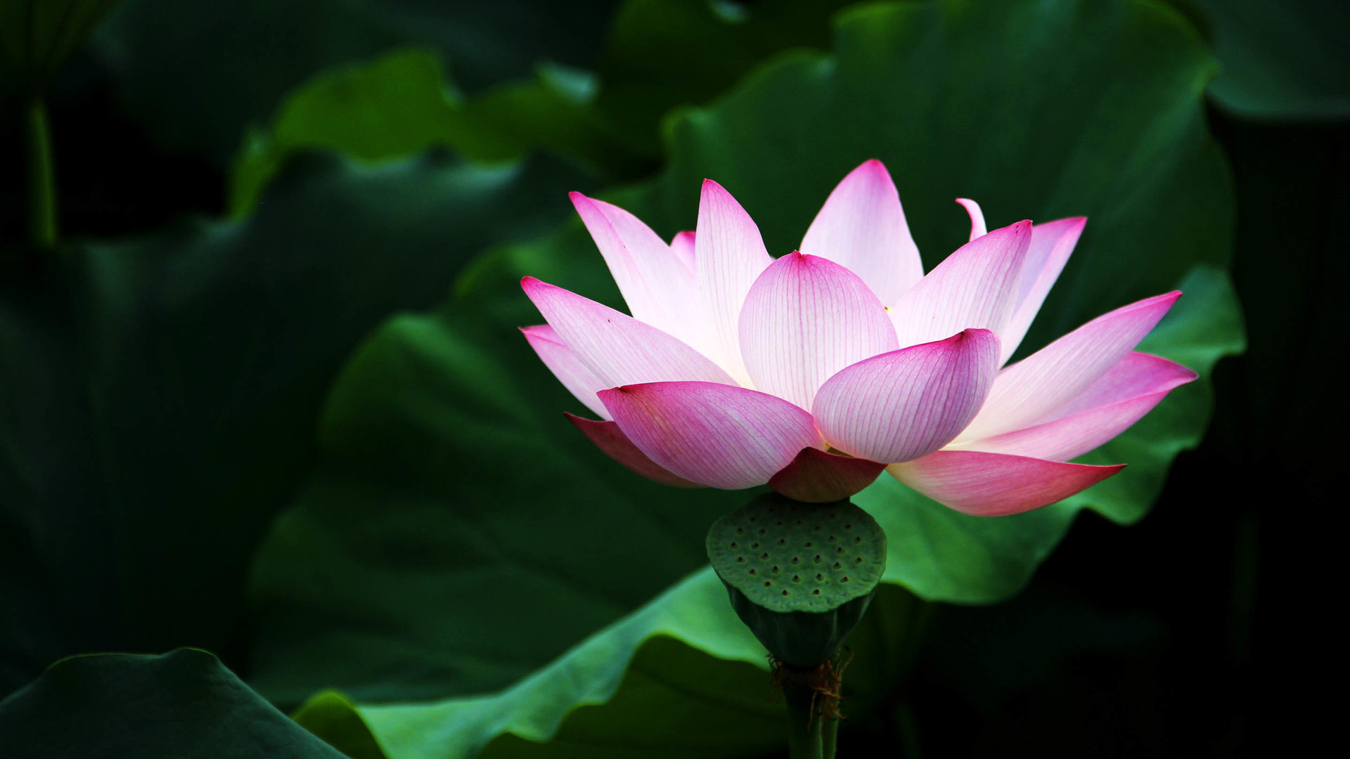荷花桌面壁纸，高清花卉大图，免费电脑壁纸下载